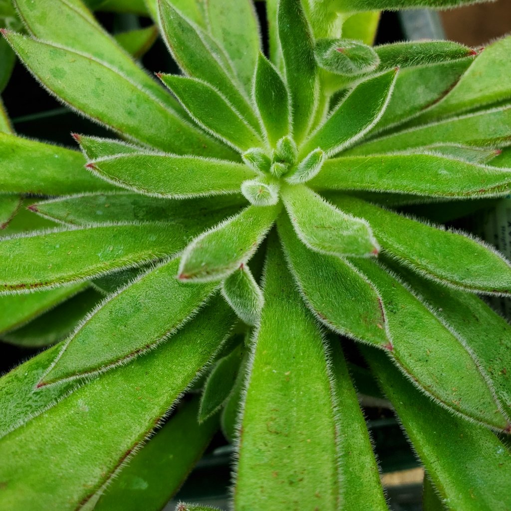 Arrow Echeveria - Image 3