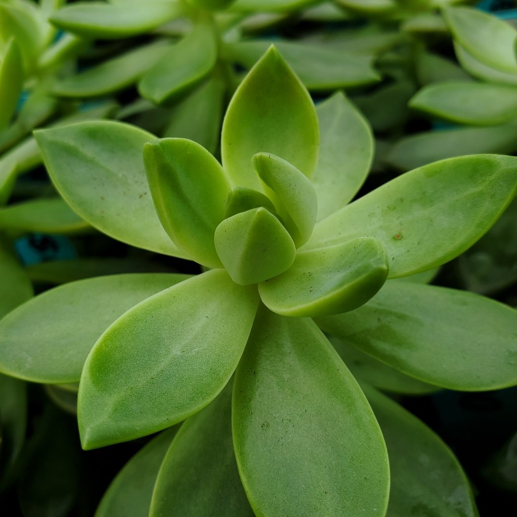 California Sunset Graptosedum - Image 3