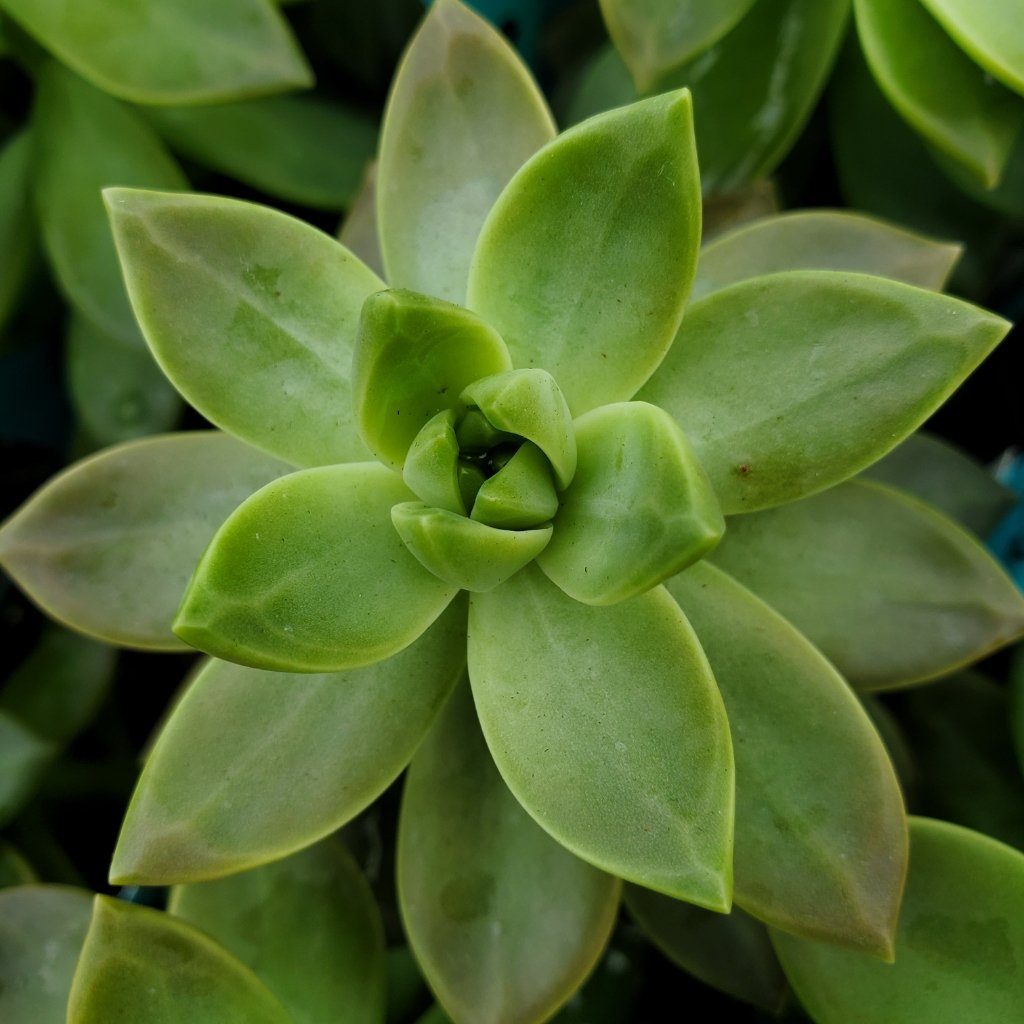 California Sunset Graptosedum - Image 2