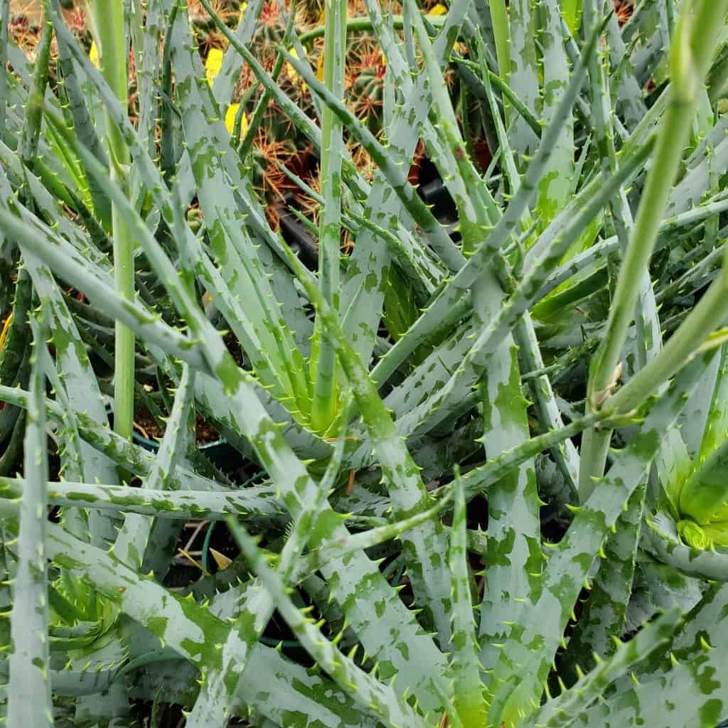 Blue Elf Aloe - Image 3