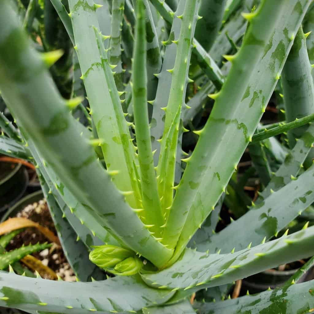 Blue Elf Aloe - Image 2