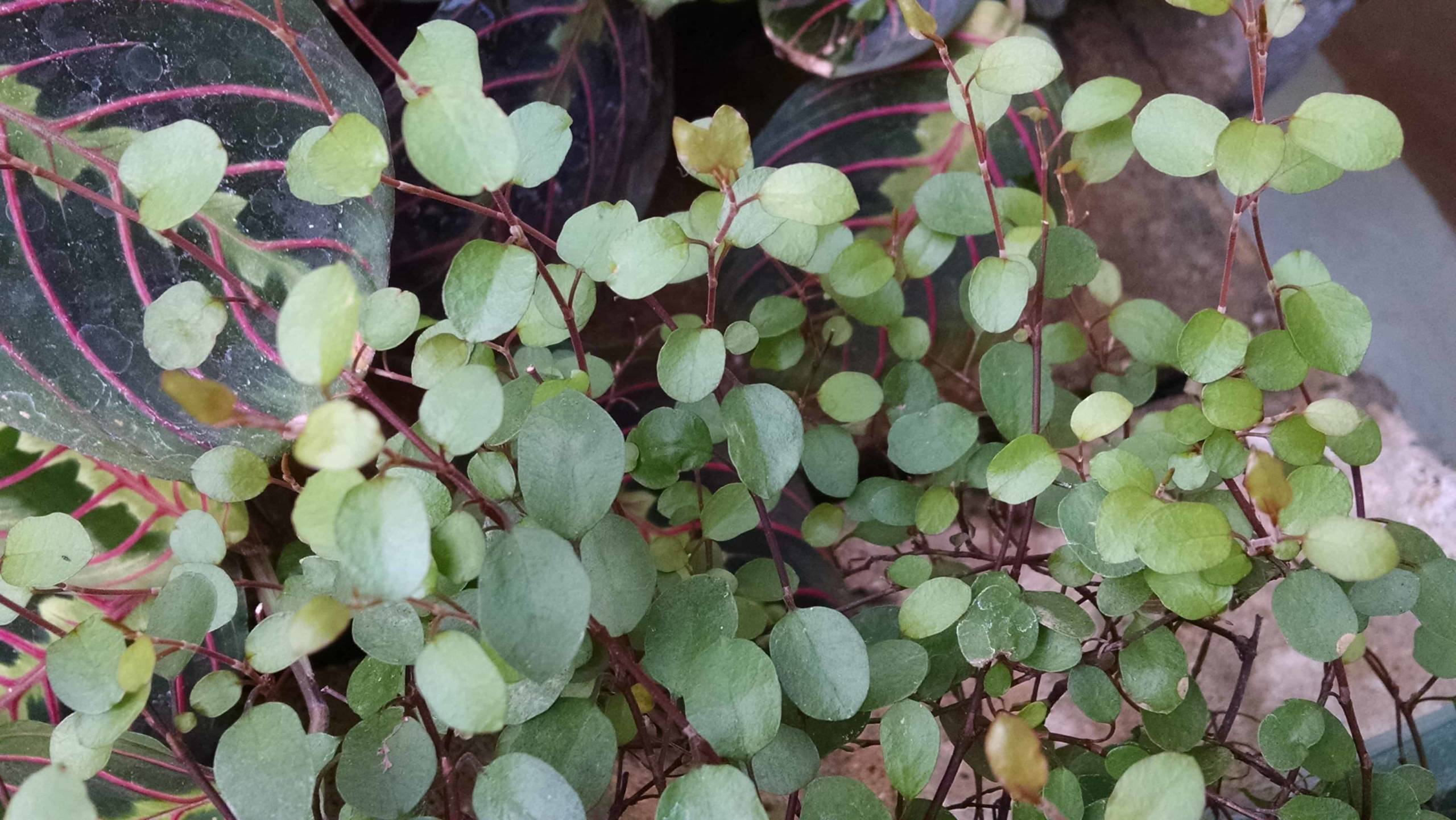 Angel Vine, Wire Vine - Image 2