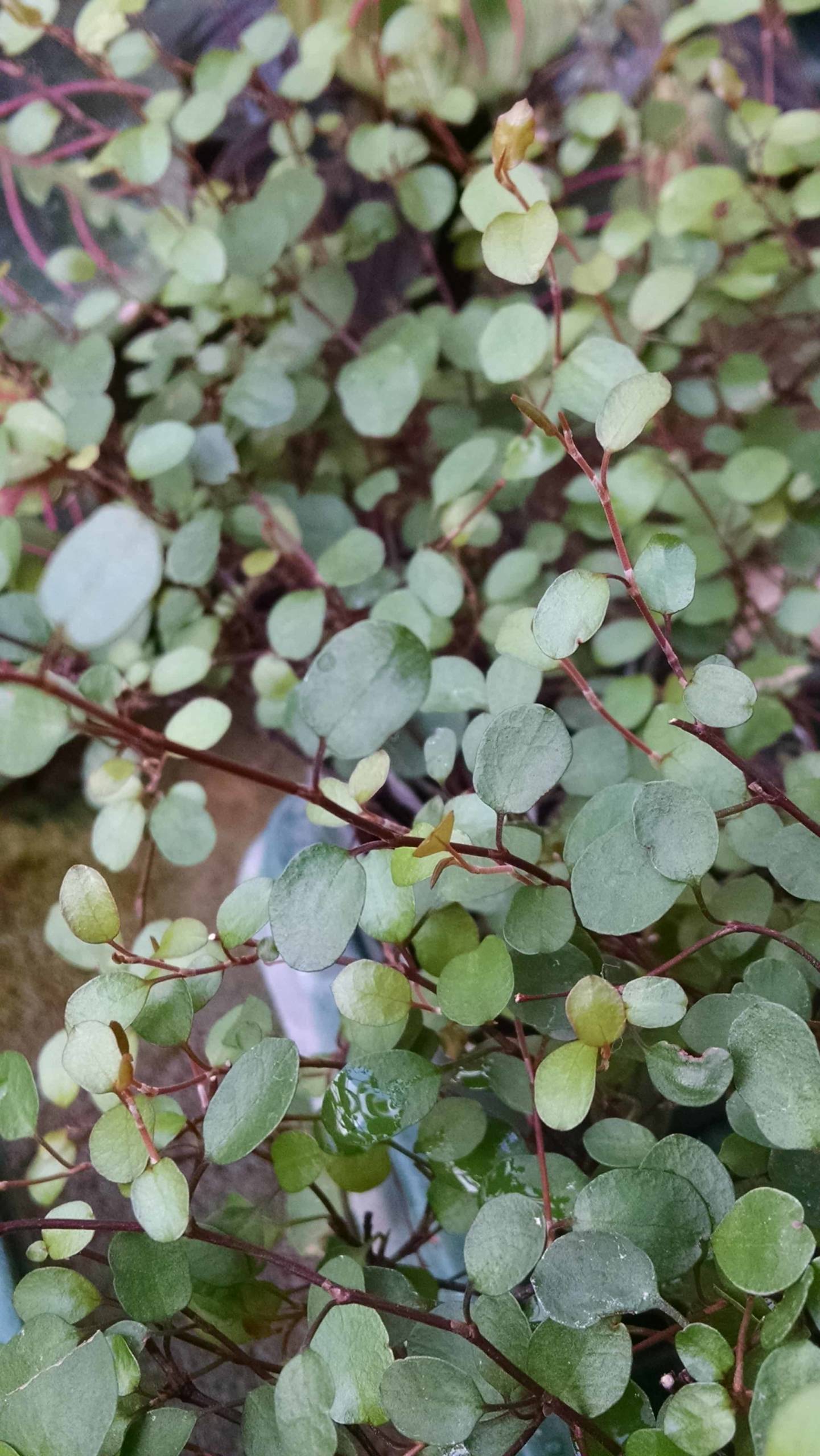 Angel Vine, Wire Vine - Image 3