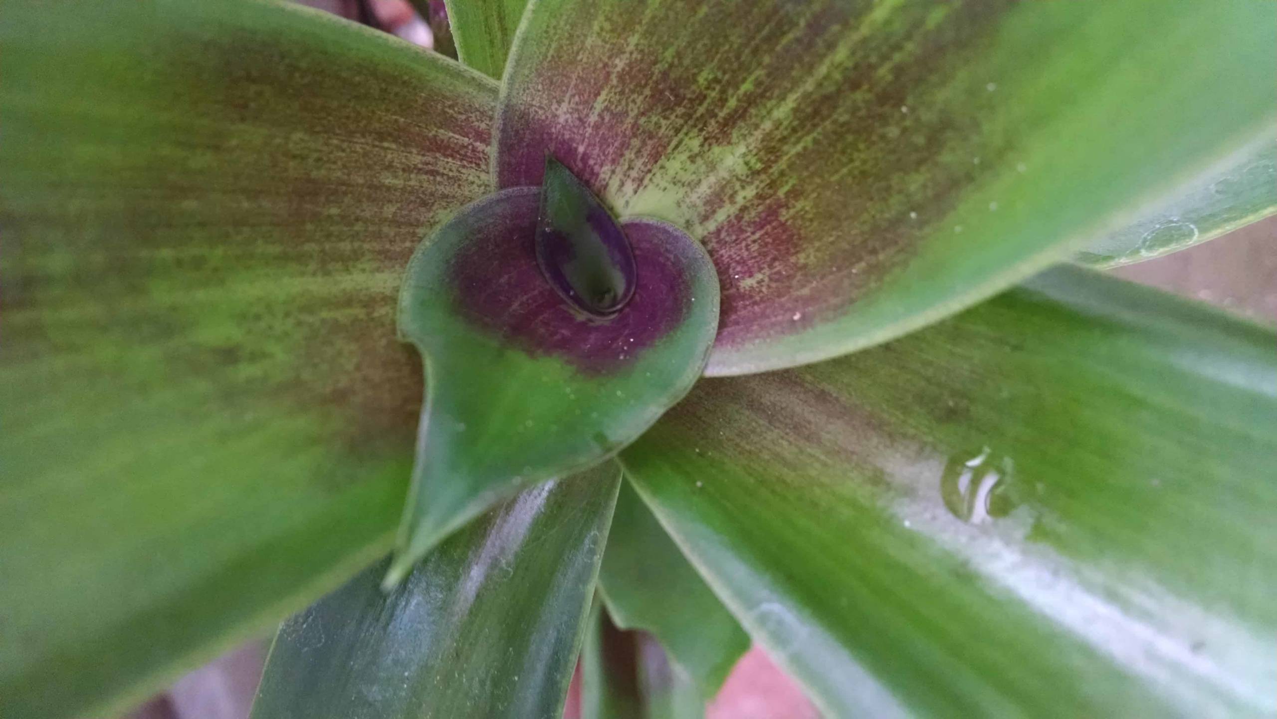 Basket Plant - Image 3