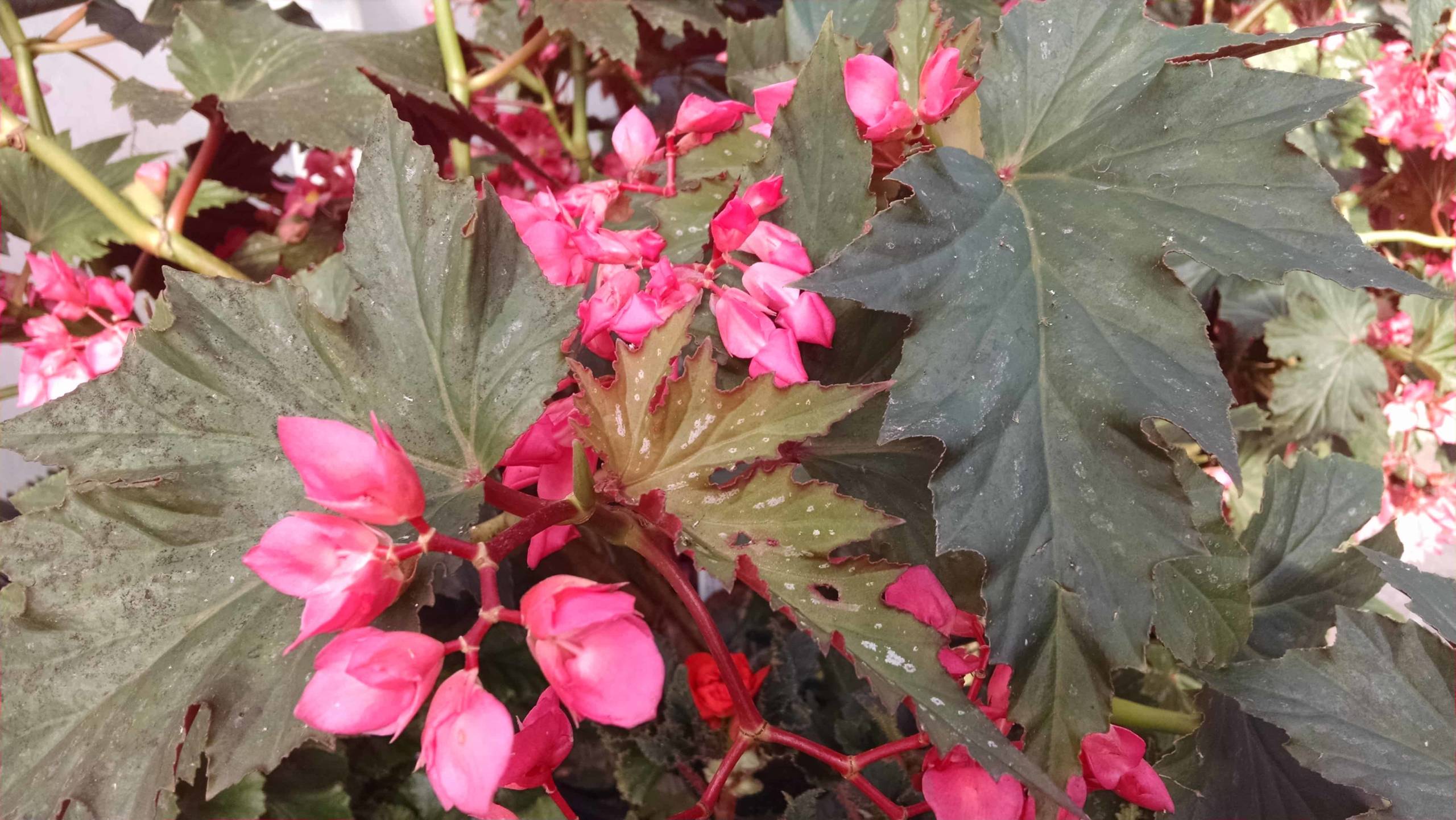 Lana Begonia - Image 3