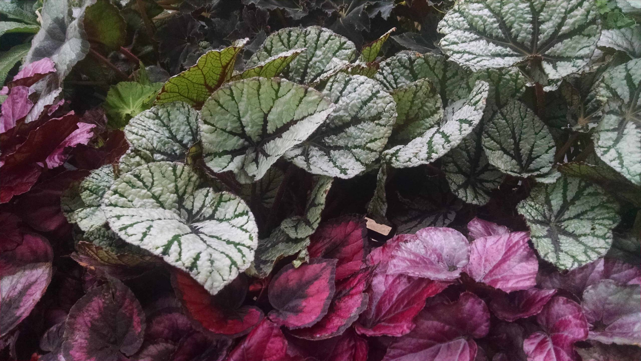 Rex Begonia - Image 2