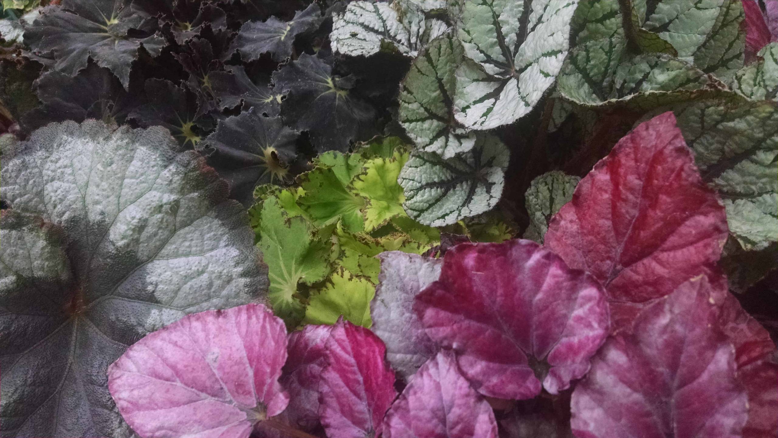 Rex Begonia - Image 3