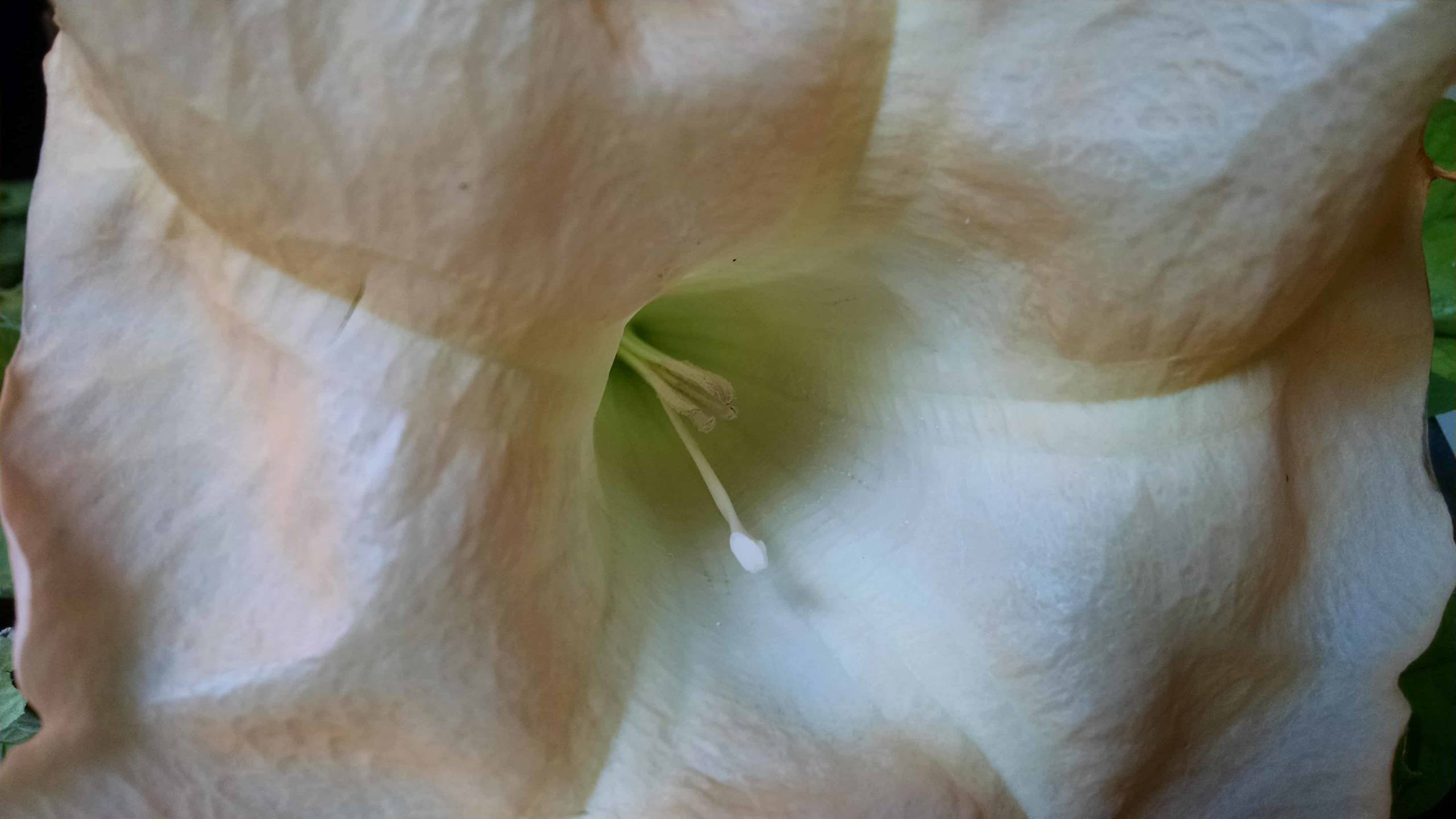 Suaveolens Peach Brugmansia - Image 2