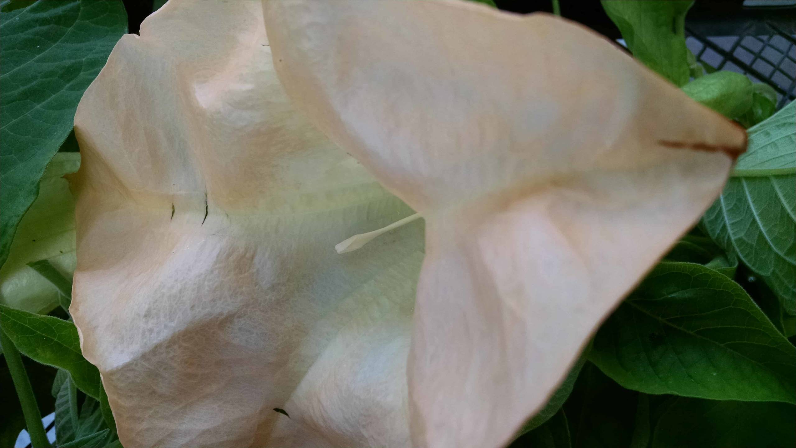 Suaveolens Peach Brugmansia - Image 3
