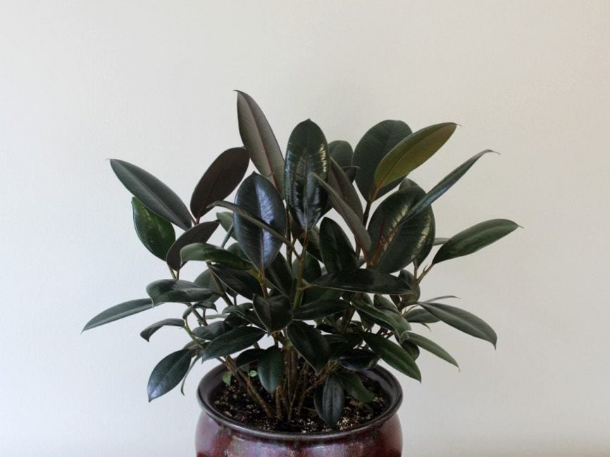 Burgundy Rubber Plant by Studley's