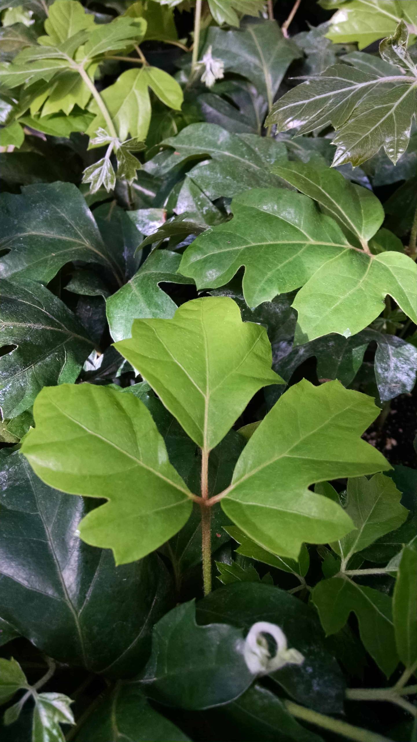 Oak Leaf Ivy - Image 3