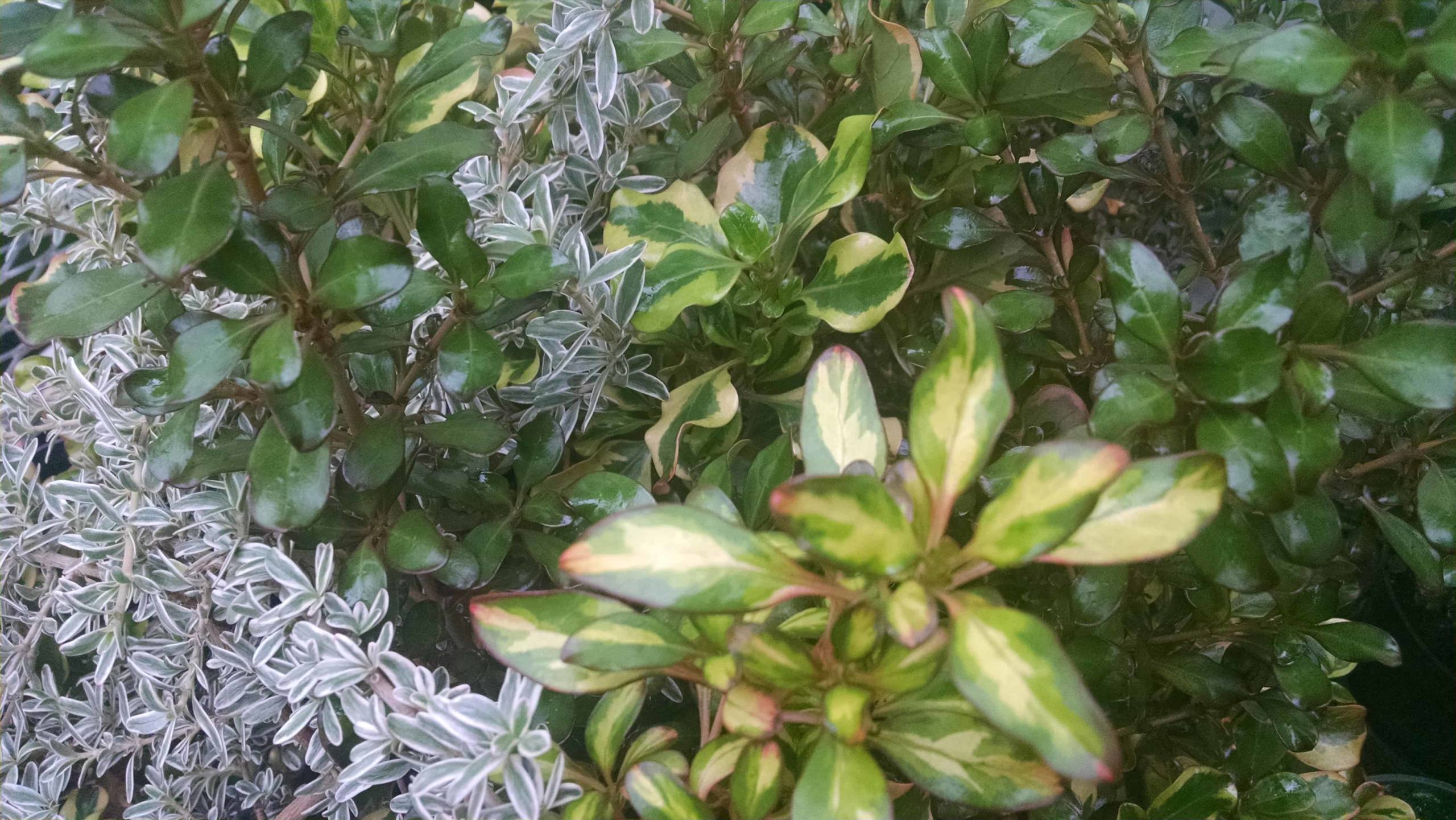 Coprosma Collection - Image 3