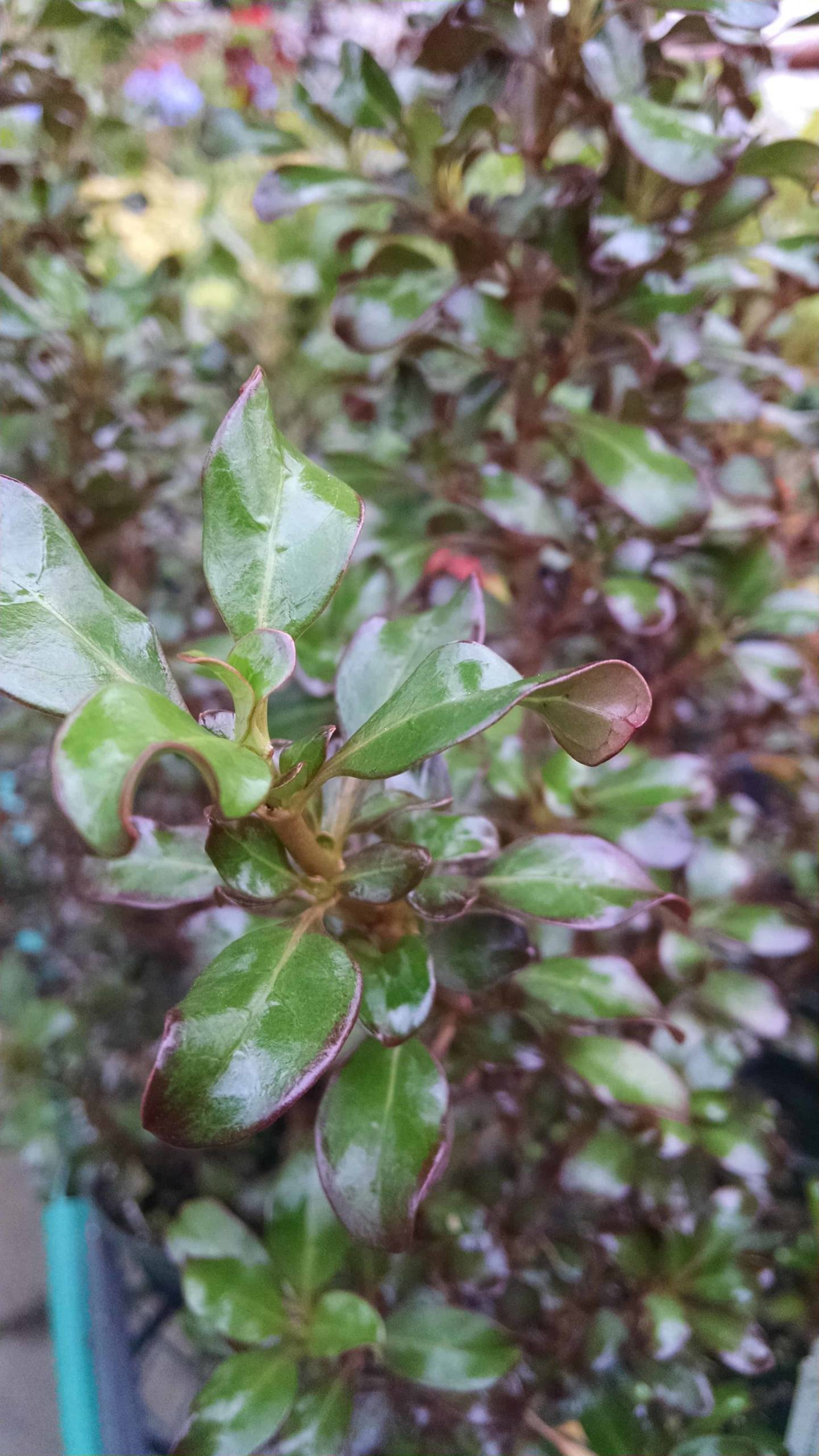 Coppershine Coprosma - Image 2