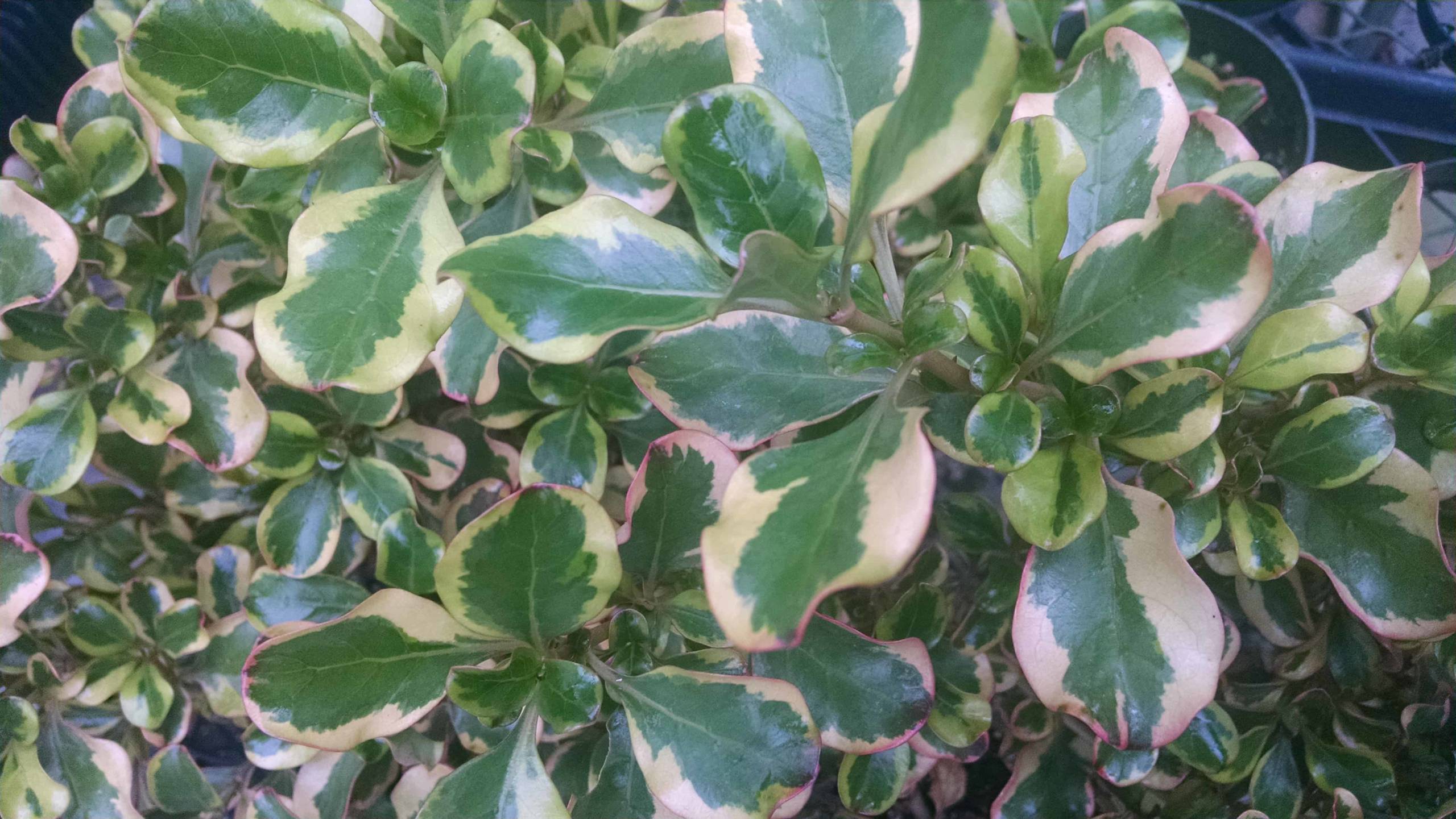 Evening Glow Coprosma - Image 2