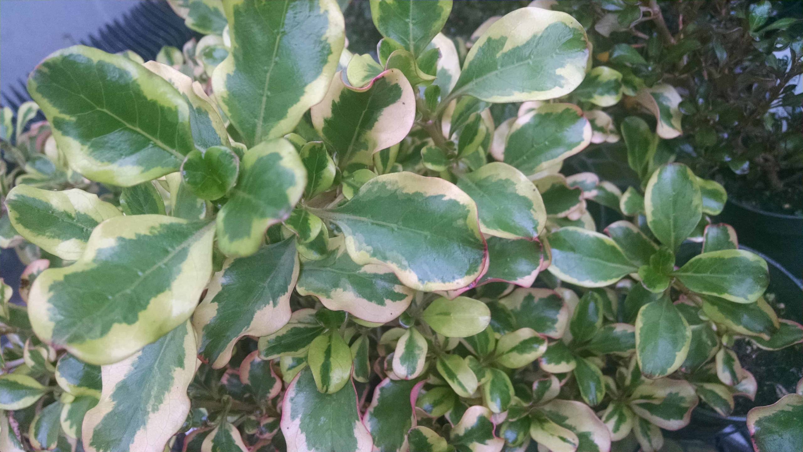 Evening Glow Coprosma - Image 3