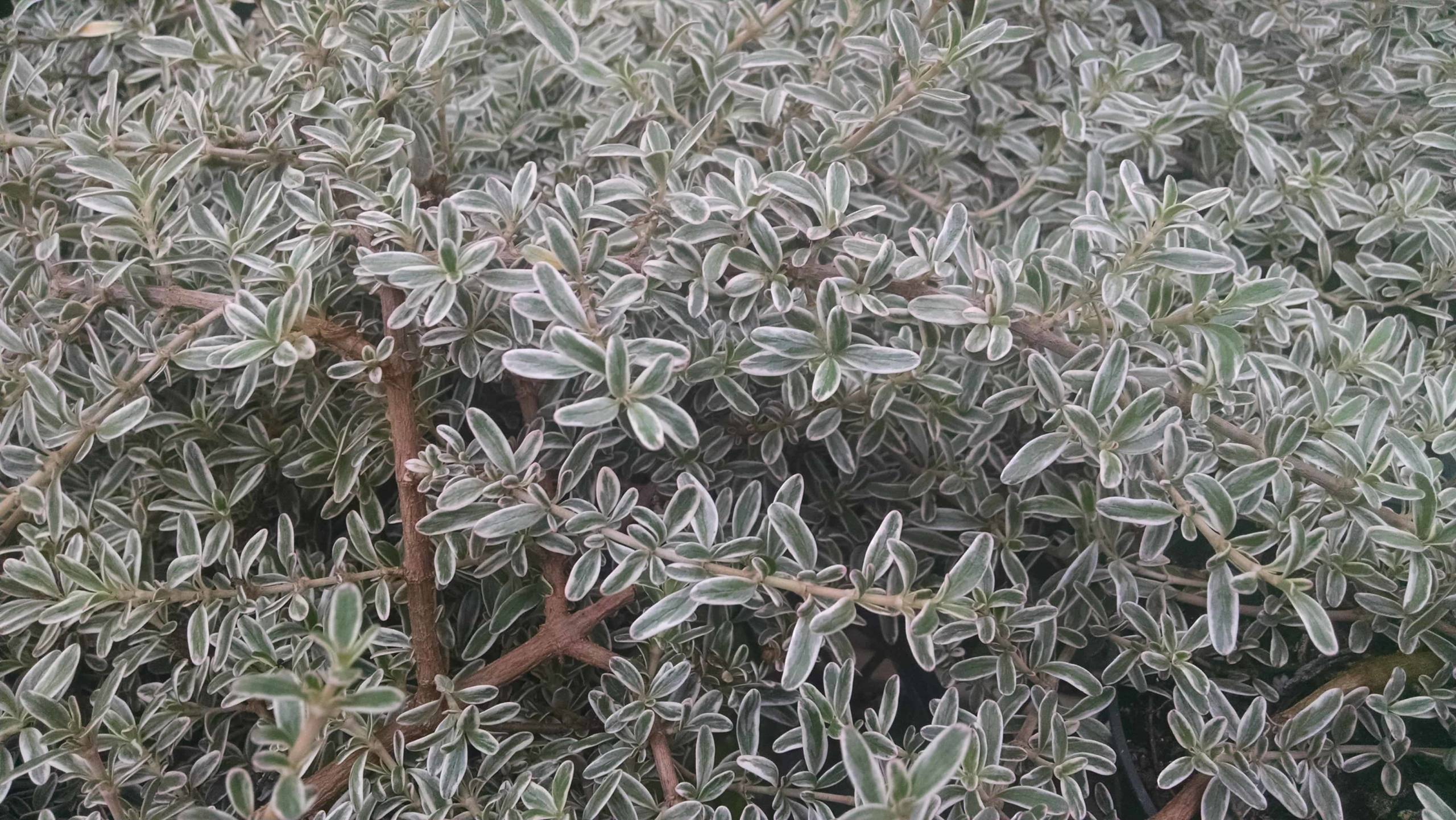 Dwarf Mirror Plant, Coprosma - Image 2