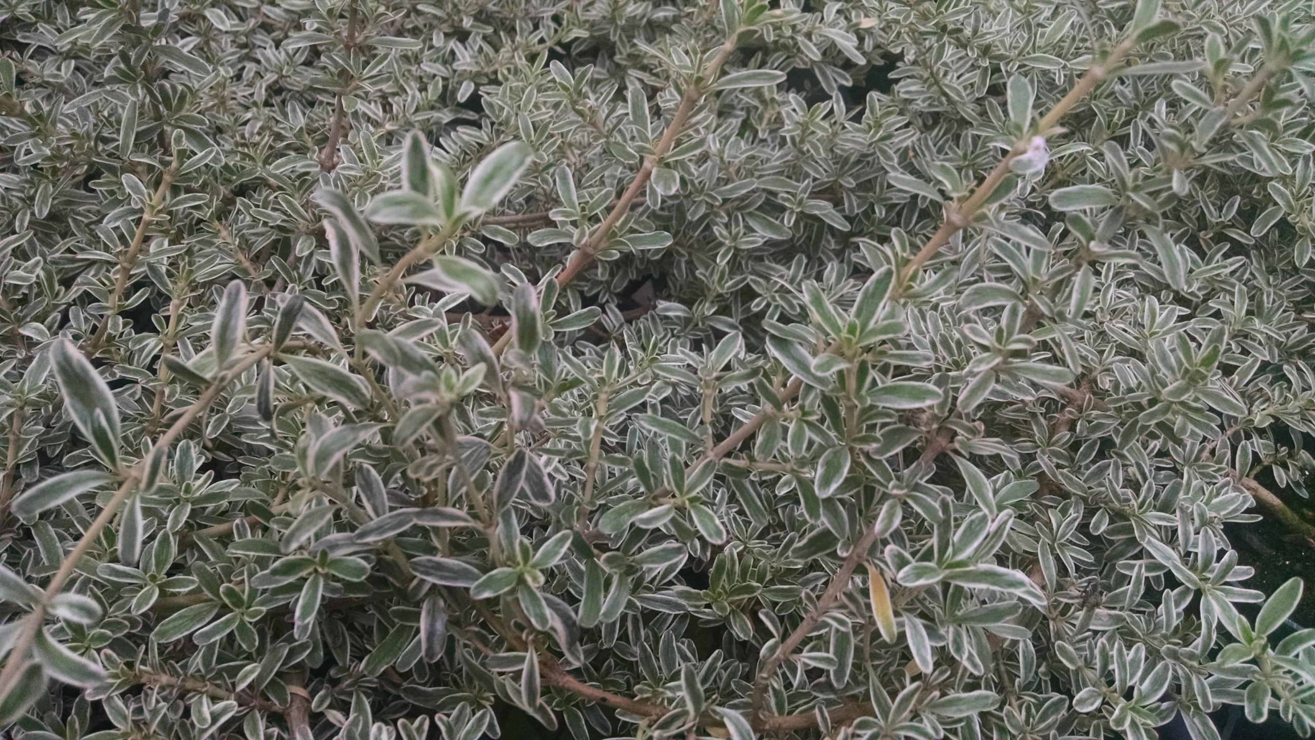 Dwarf Mirror Plant, Coprosma - Image 3