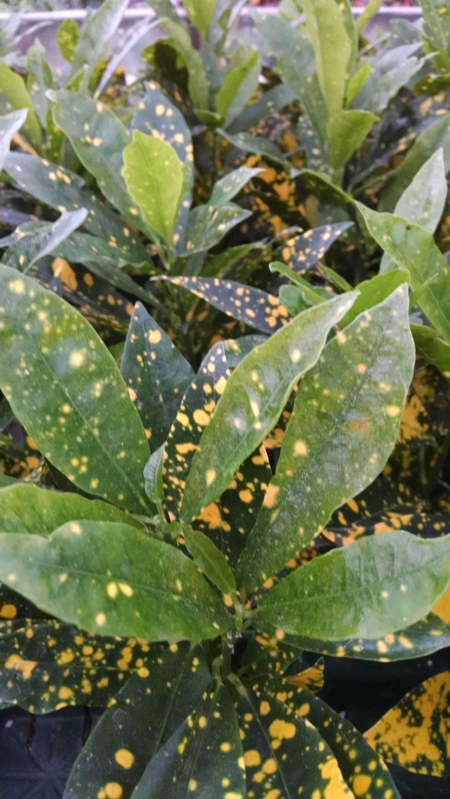 Gold Dust Croton - Image 2