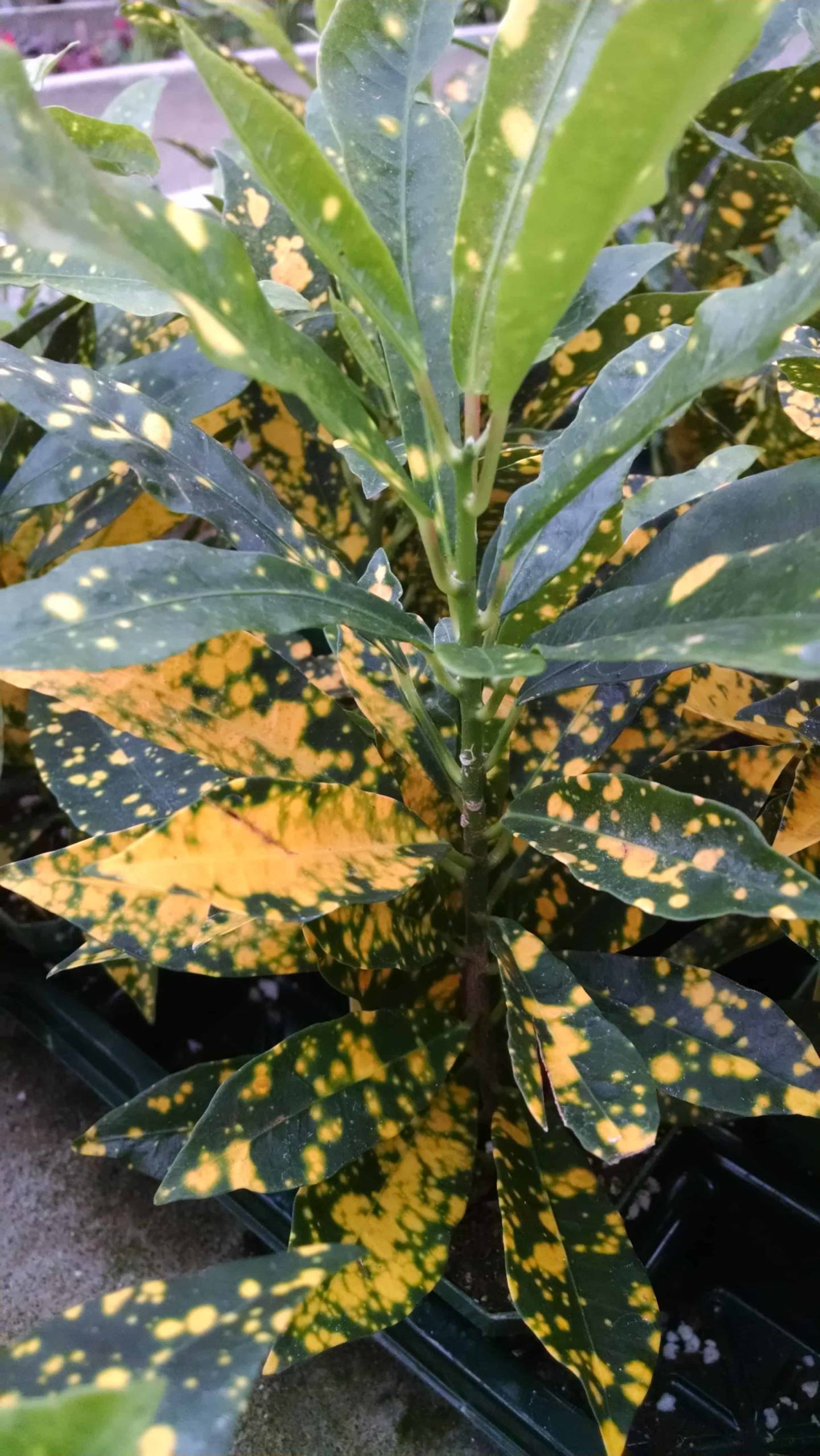 Gold Dust Croton - Image 3
