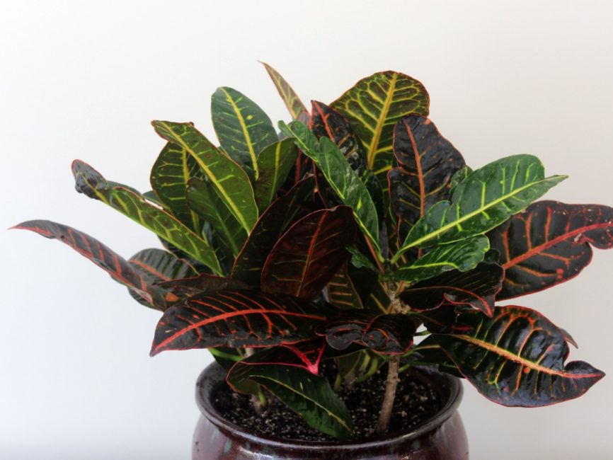 Croton Petra Plant by Studley's