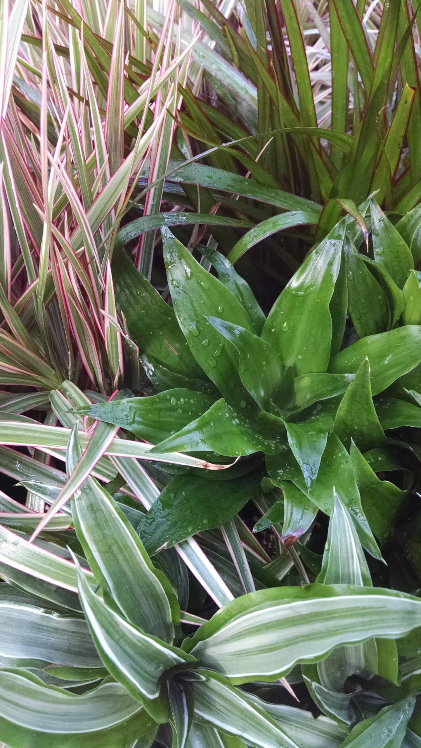 3 Plant Dracaena Collection - Image 2