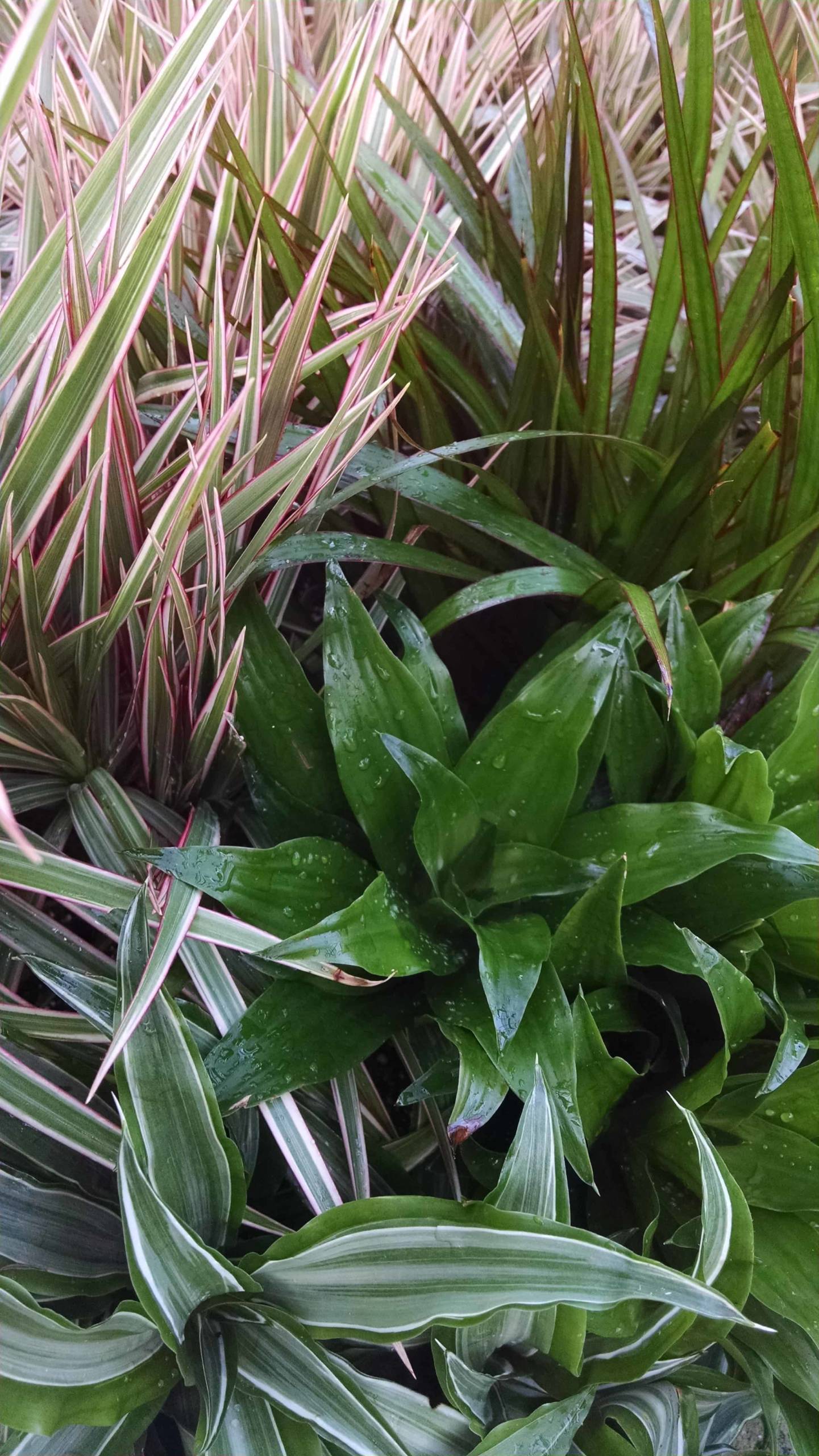 3 Plant Dracaena Collection - Image 3