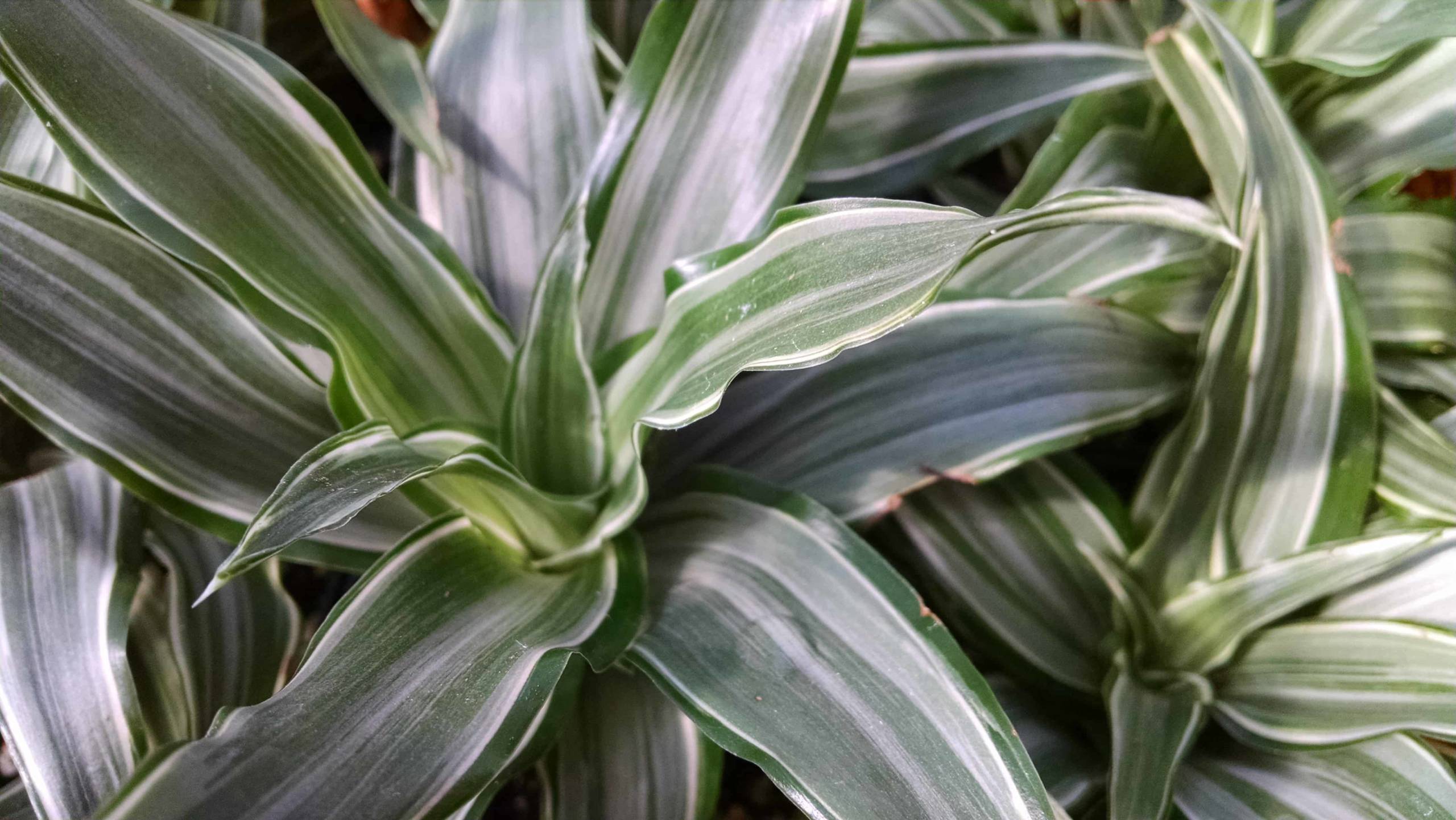 Compact Warneckii Dracaena - Image 2