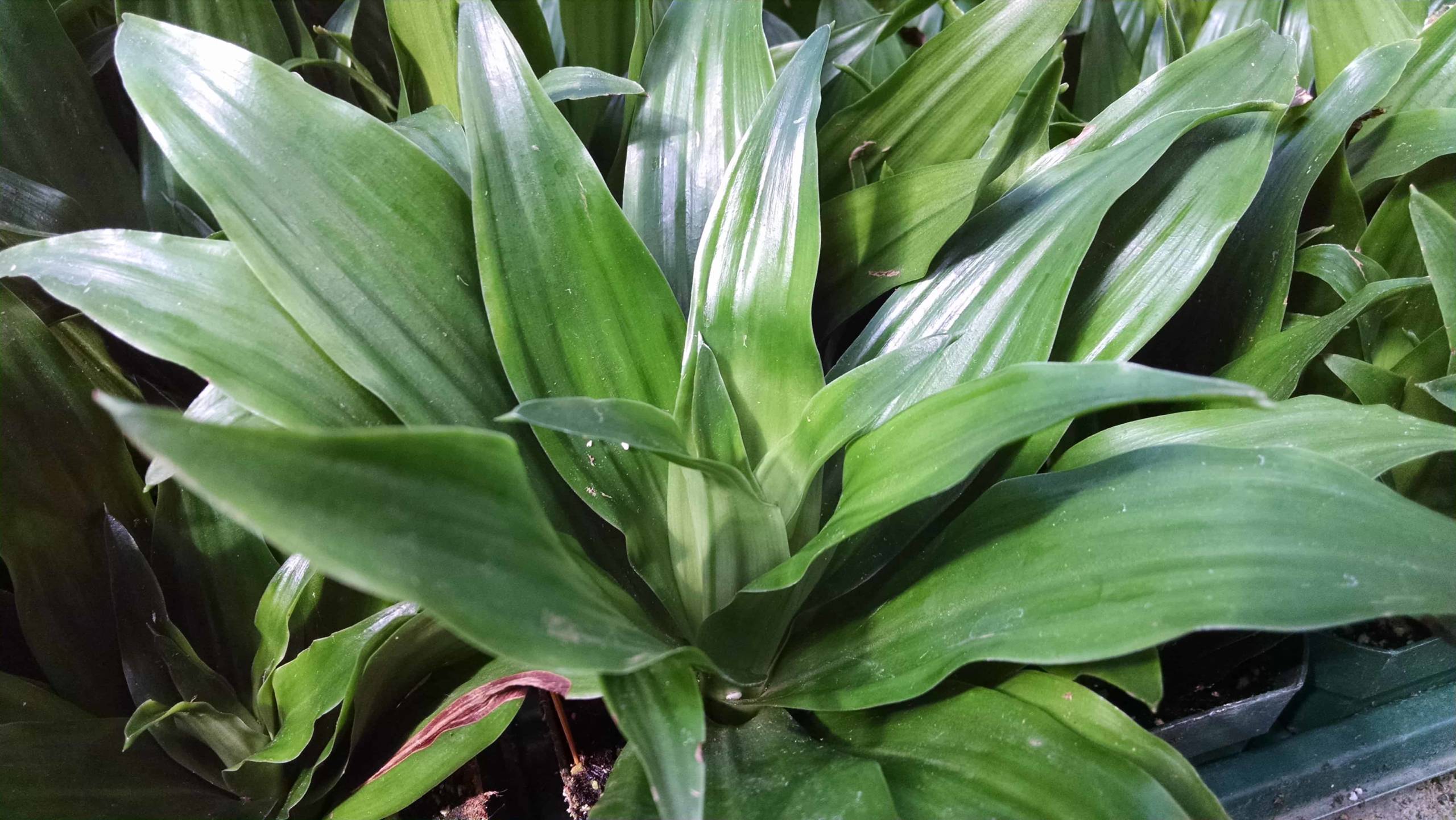 Janet Craig Compact Dracaena - Image 2