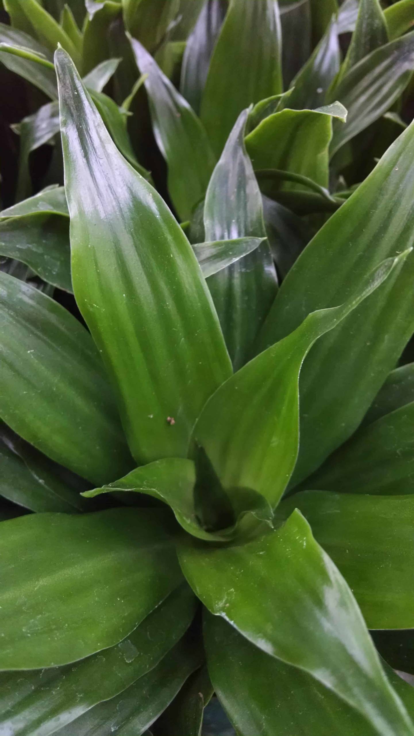 Janet Craig Compact Dracaena - Image 3