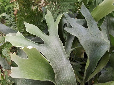 Staghorn Fern - Image 2