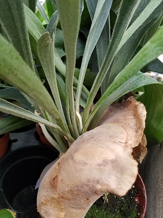 Staghorn Fern - Image 3