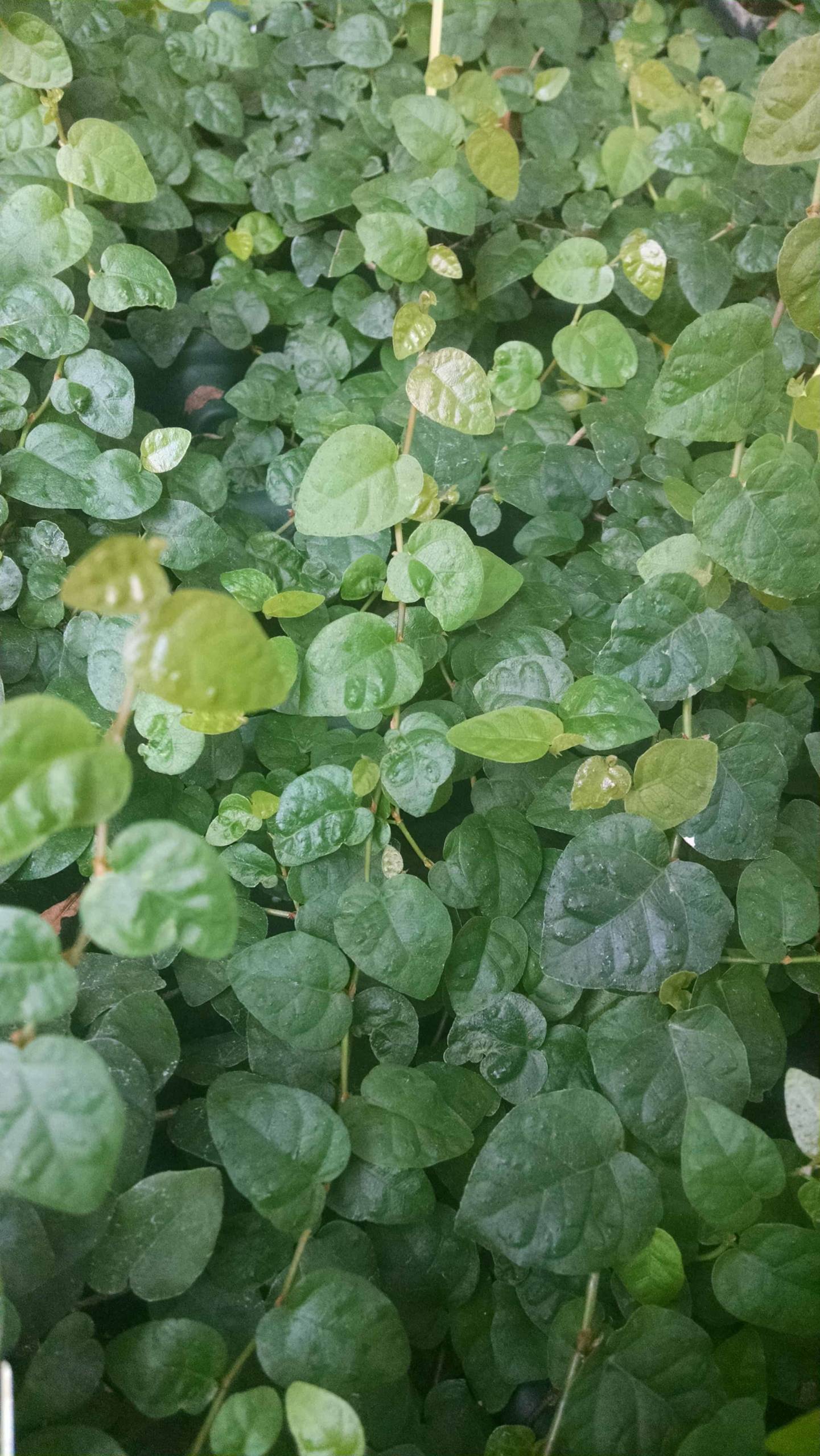 Creeping Fig - Image 2