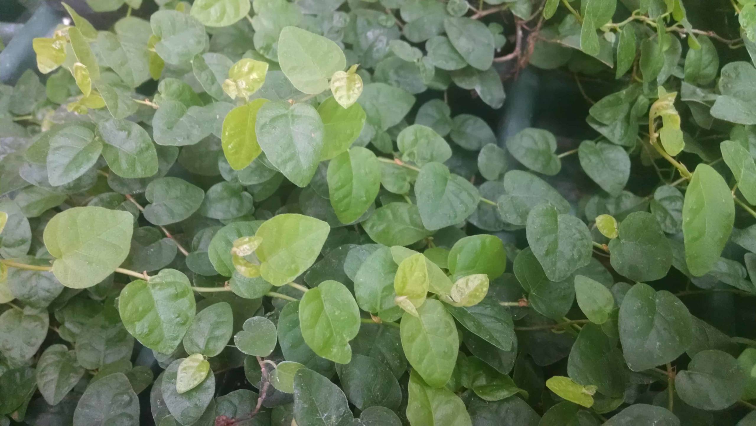 Creeping Fig - Image 3