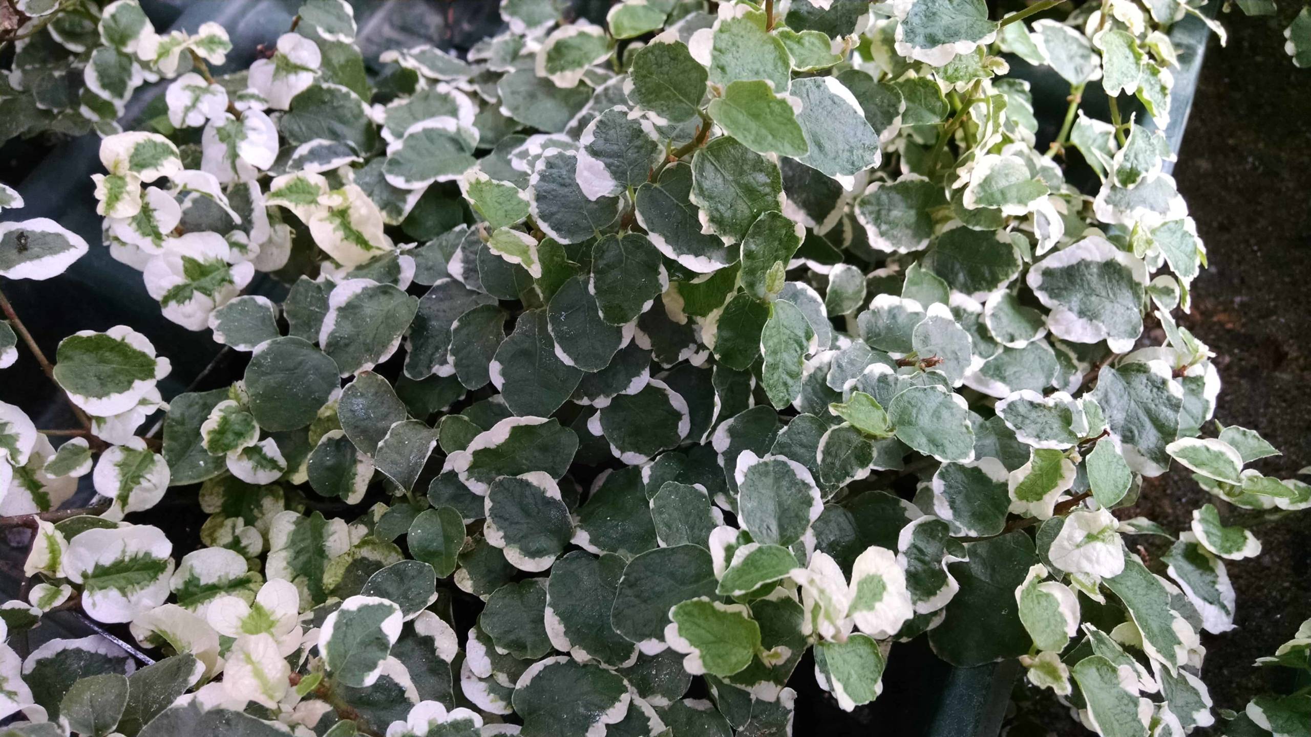 Variegated Creeping Fig - Image 2