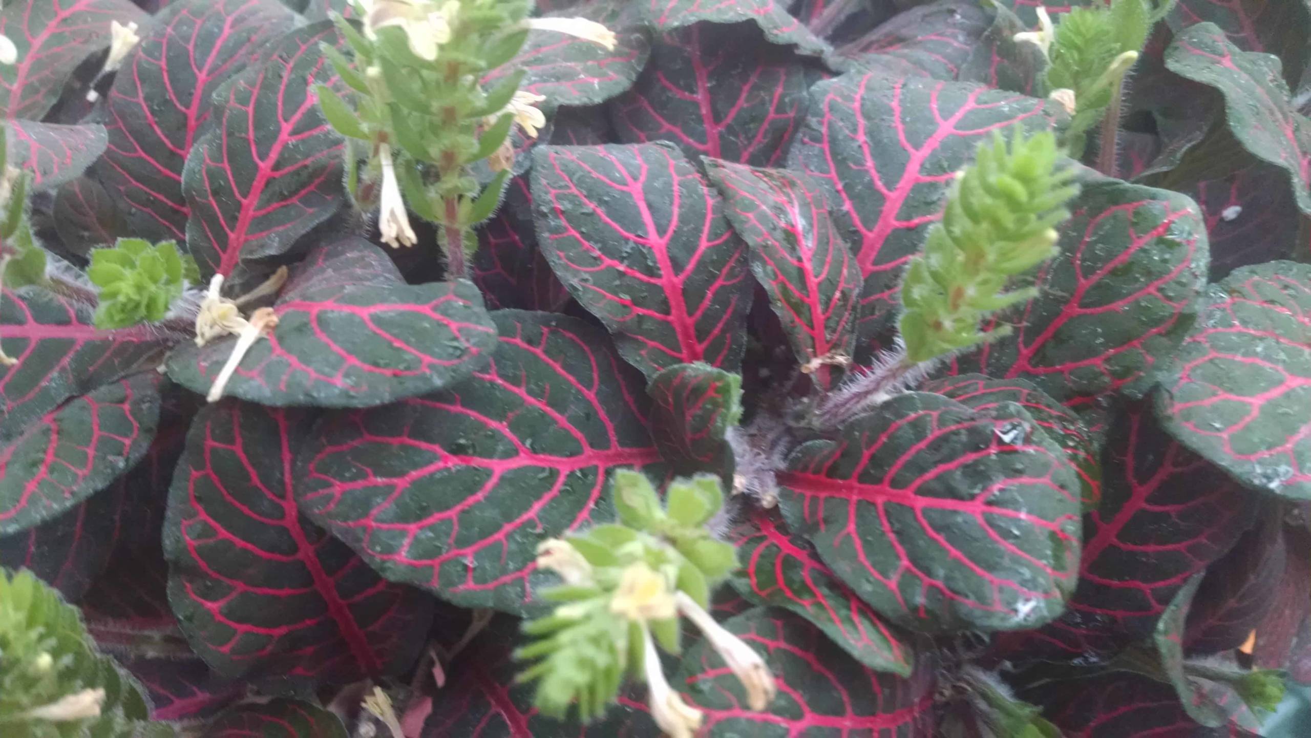 Red Veined Fittonia - Image 2