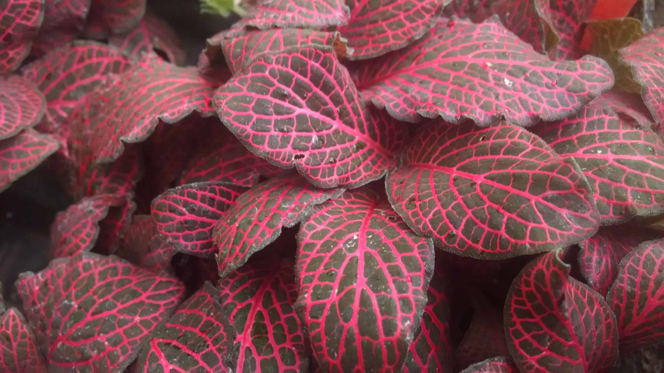 Red Veined Fittonia - Image 3