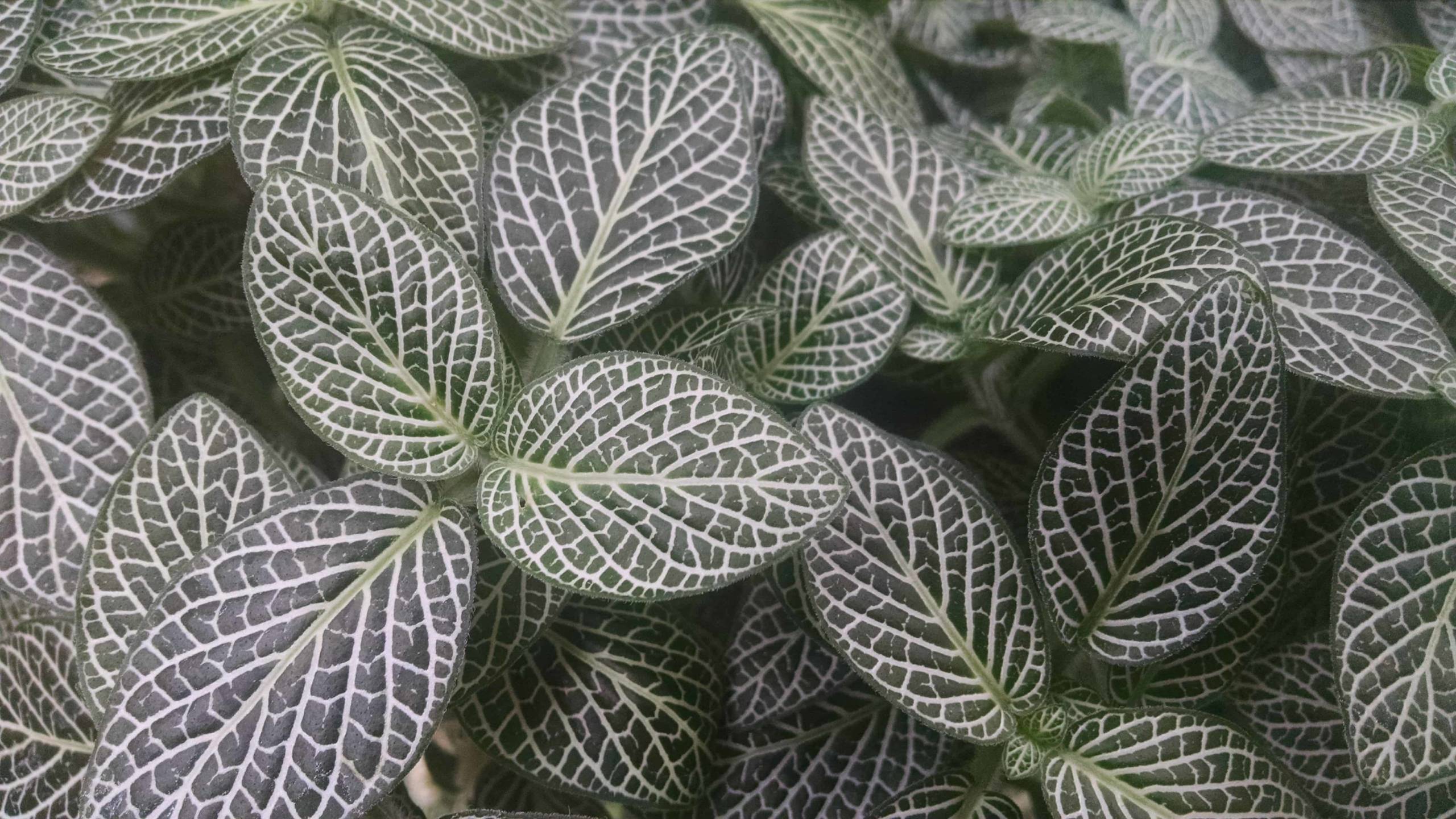 Nerve Plant, Mini Fittonia - Image 3