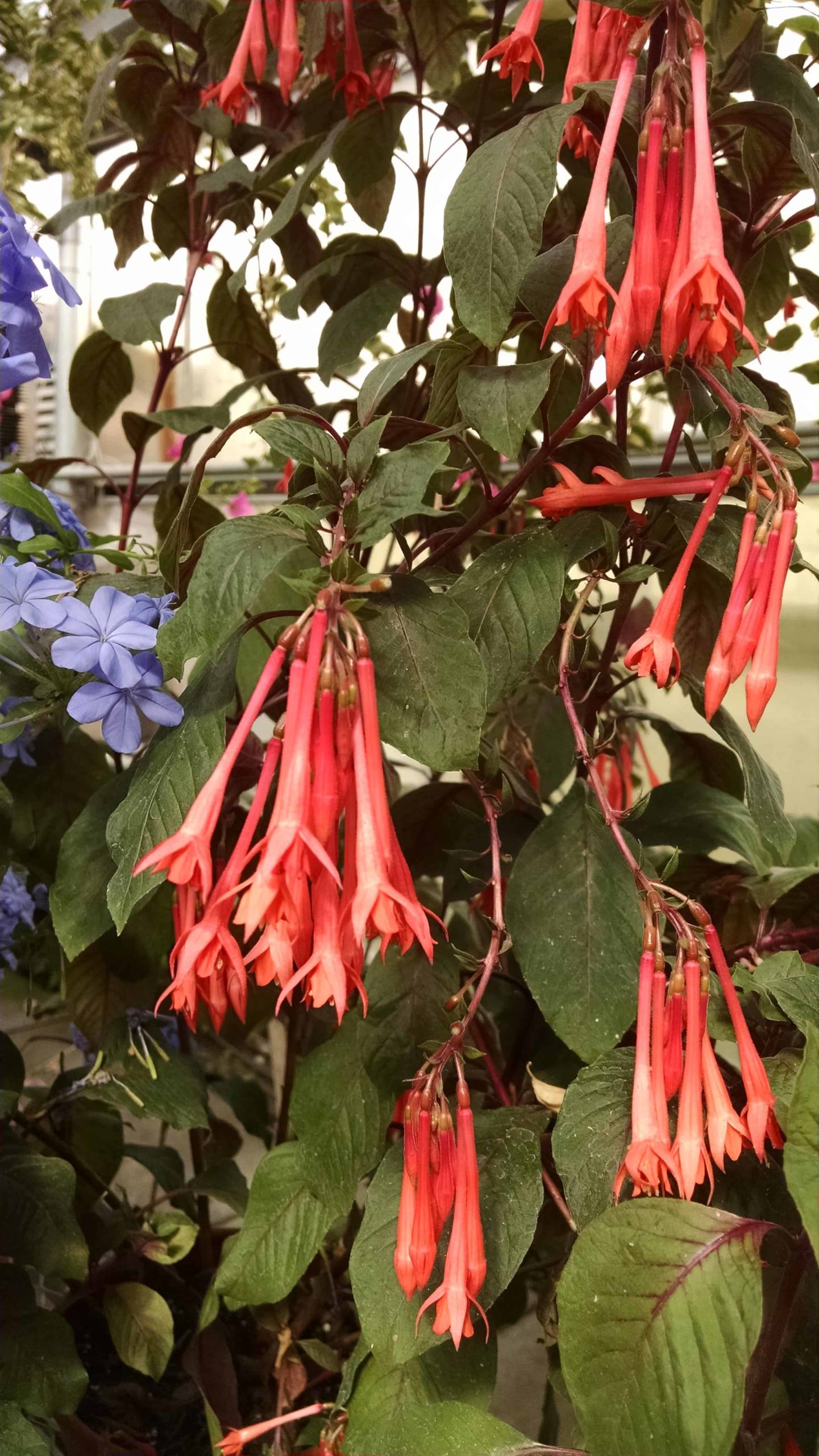 Gartenmeister Fuchsia - Image 2