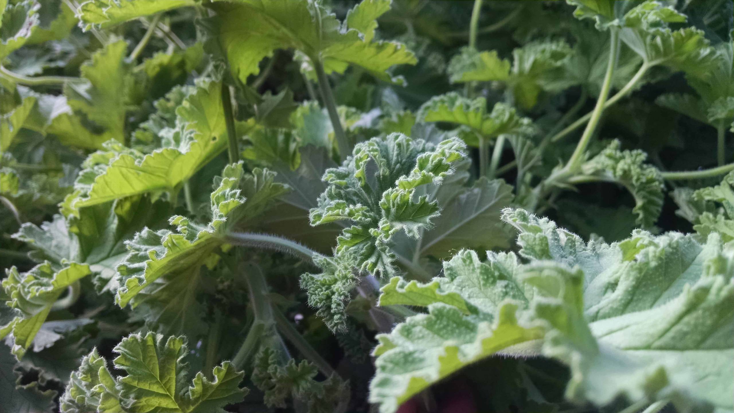 Attar of Roses Scented Geranium - Image 2