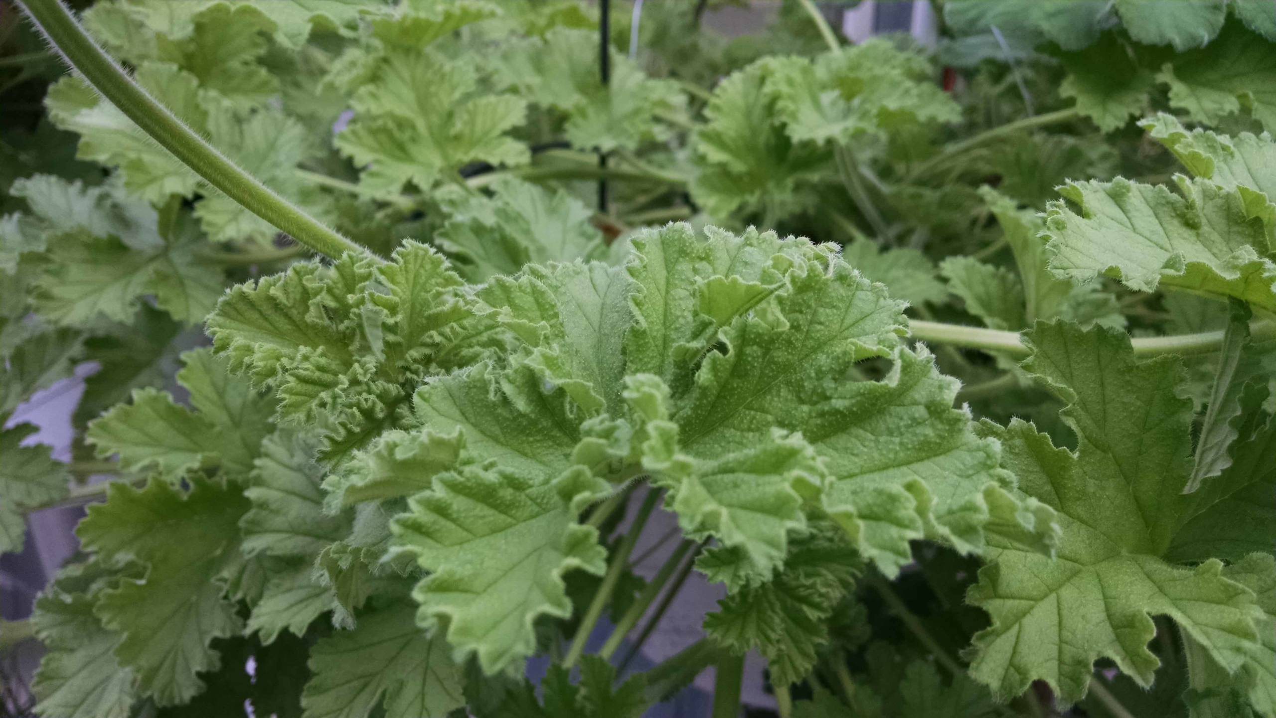 Attar of Roses Scented Geranium - Image 3