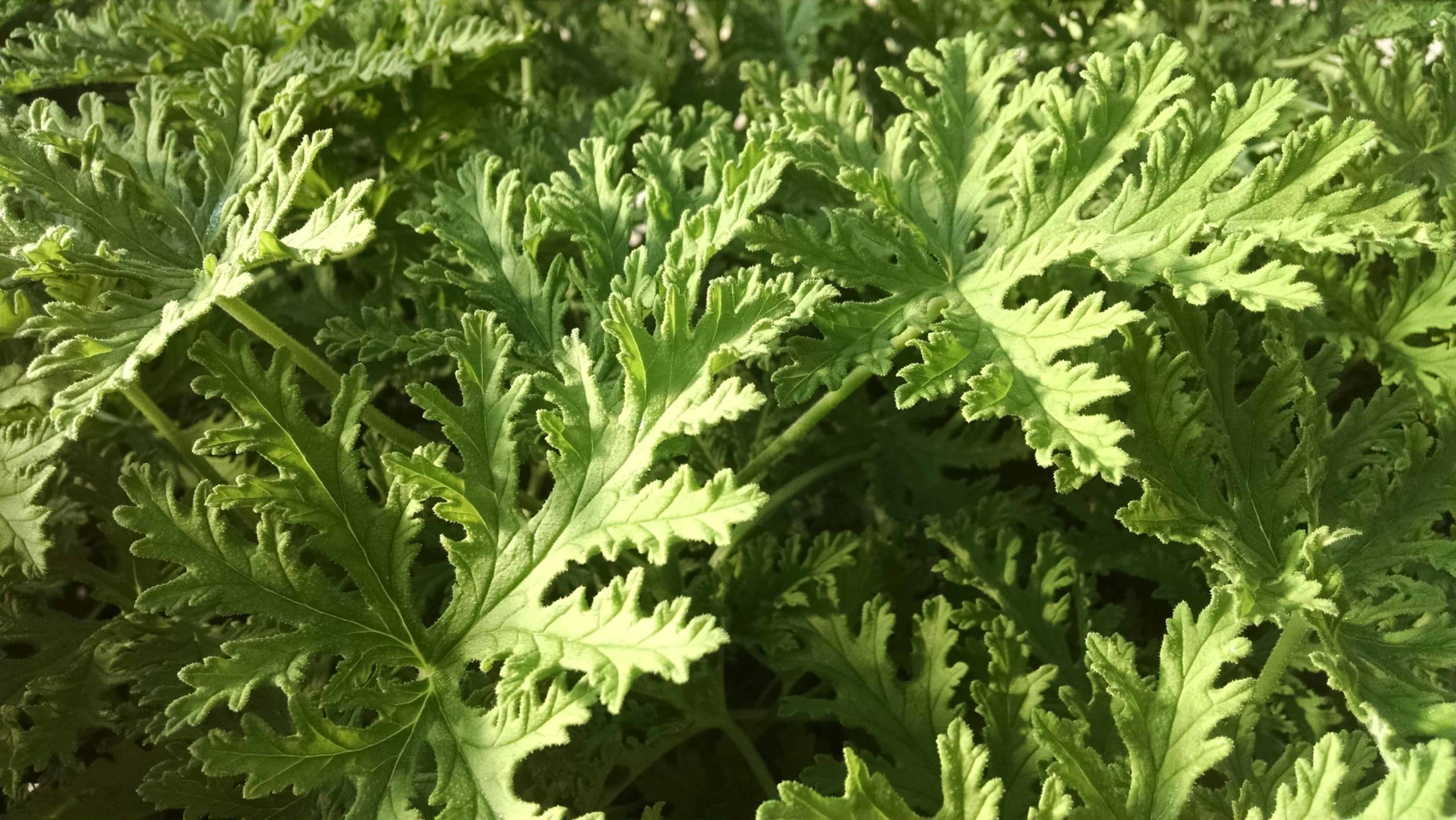Citrosa Scented Geranium - Image 2