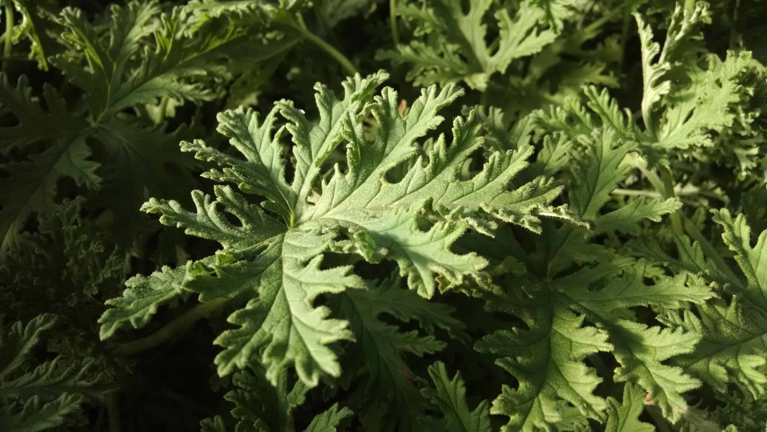 Citrosa Scented Geranium - Image 3