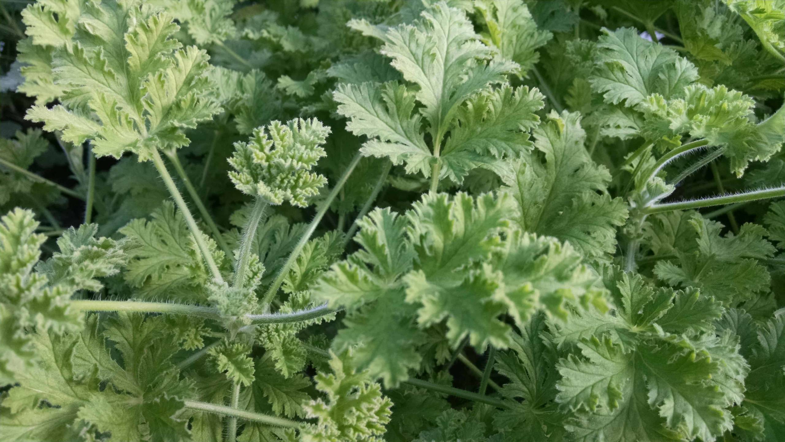 Concolor Lace Scented Geranium - Image 2