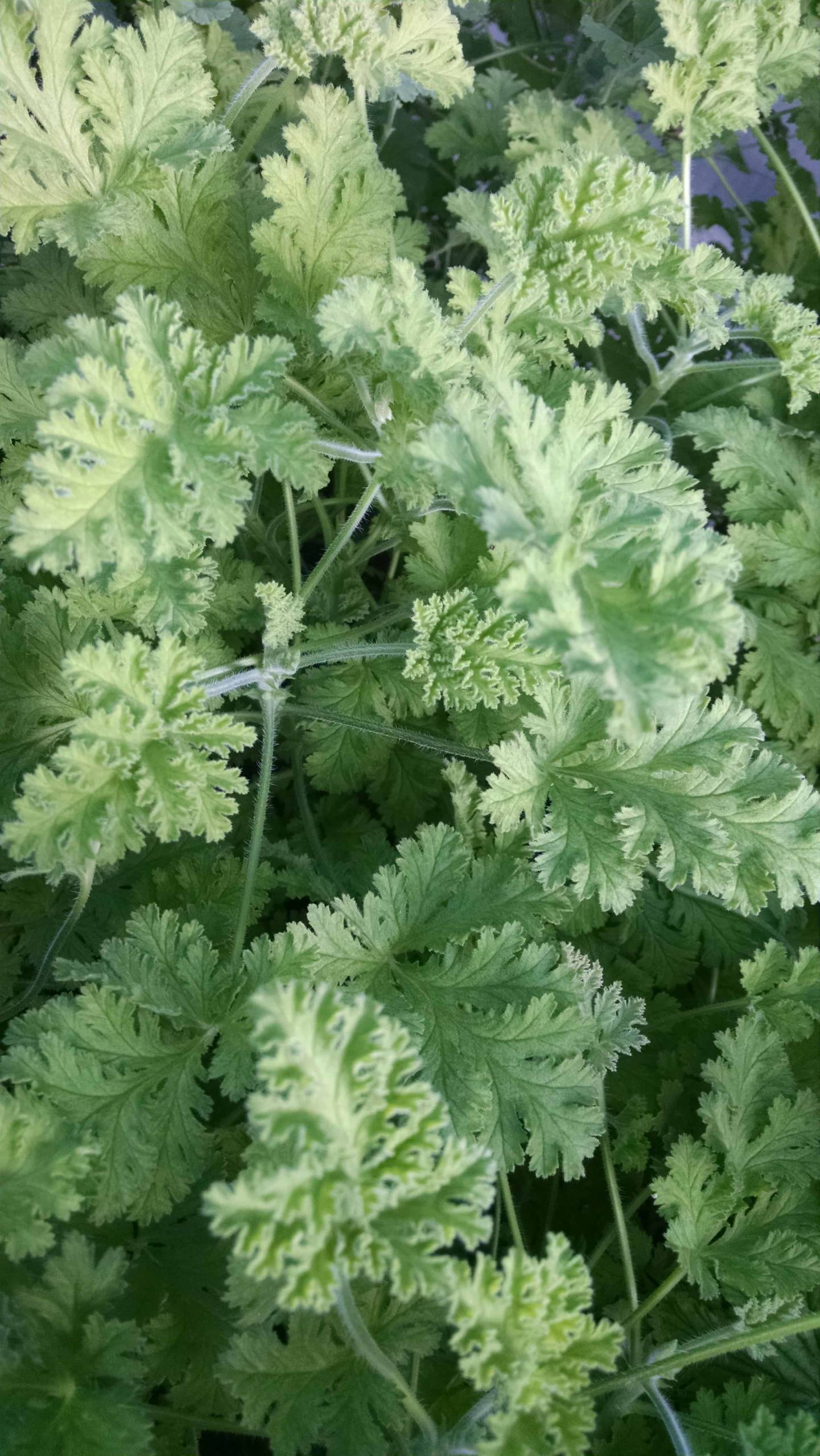 Concolor Lace Scented Geranium - Image 3