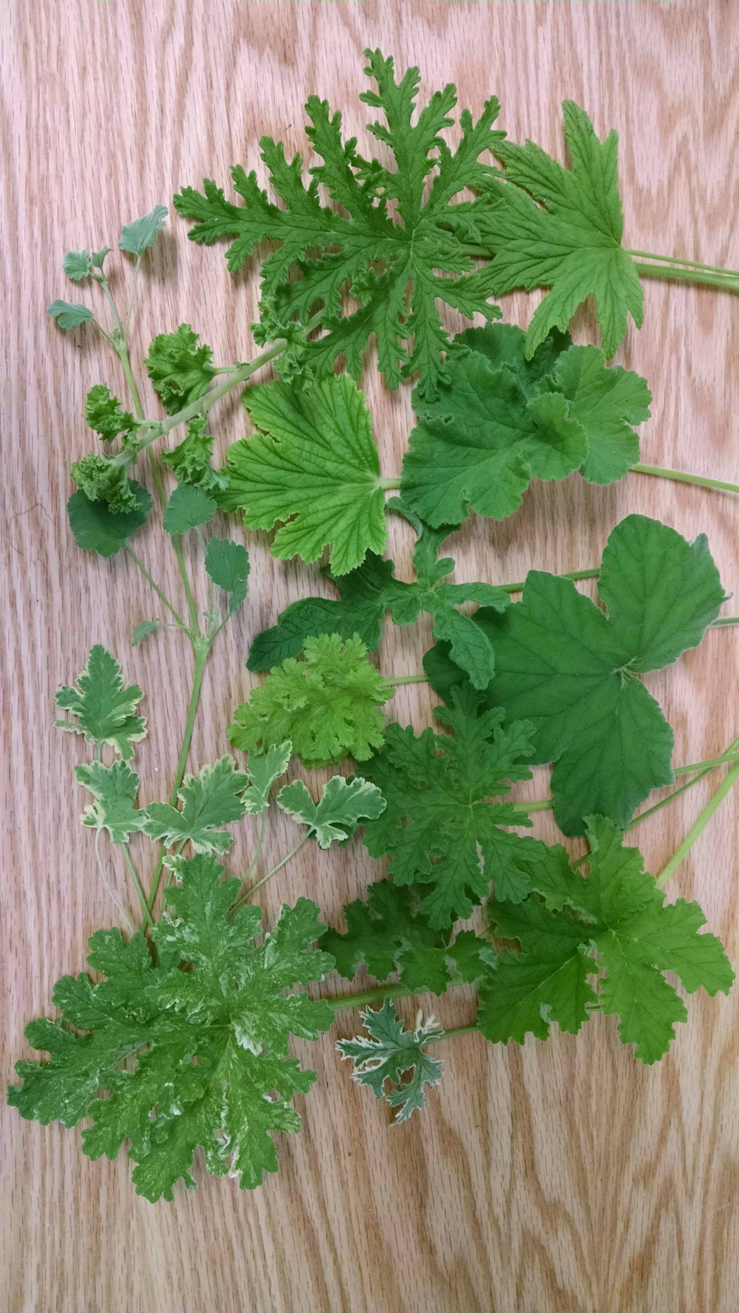 Scented Geranium Collection - Image 2