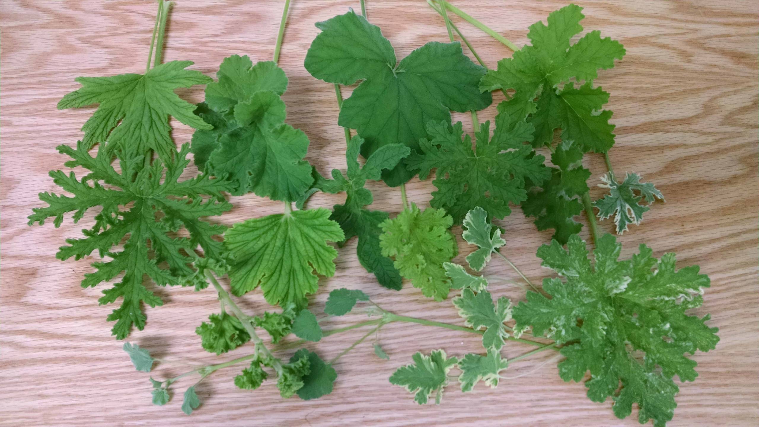 Scented Geranium Collection - Image 3