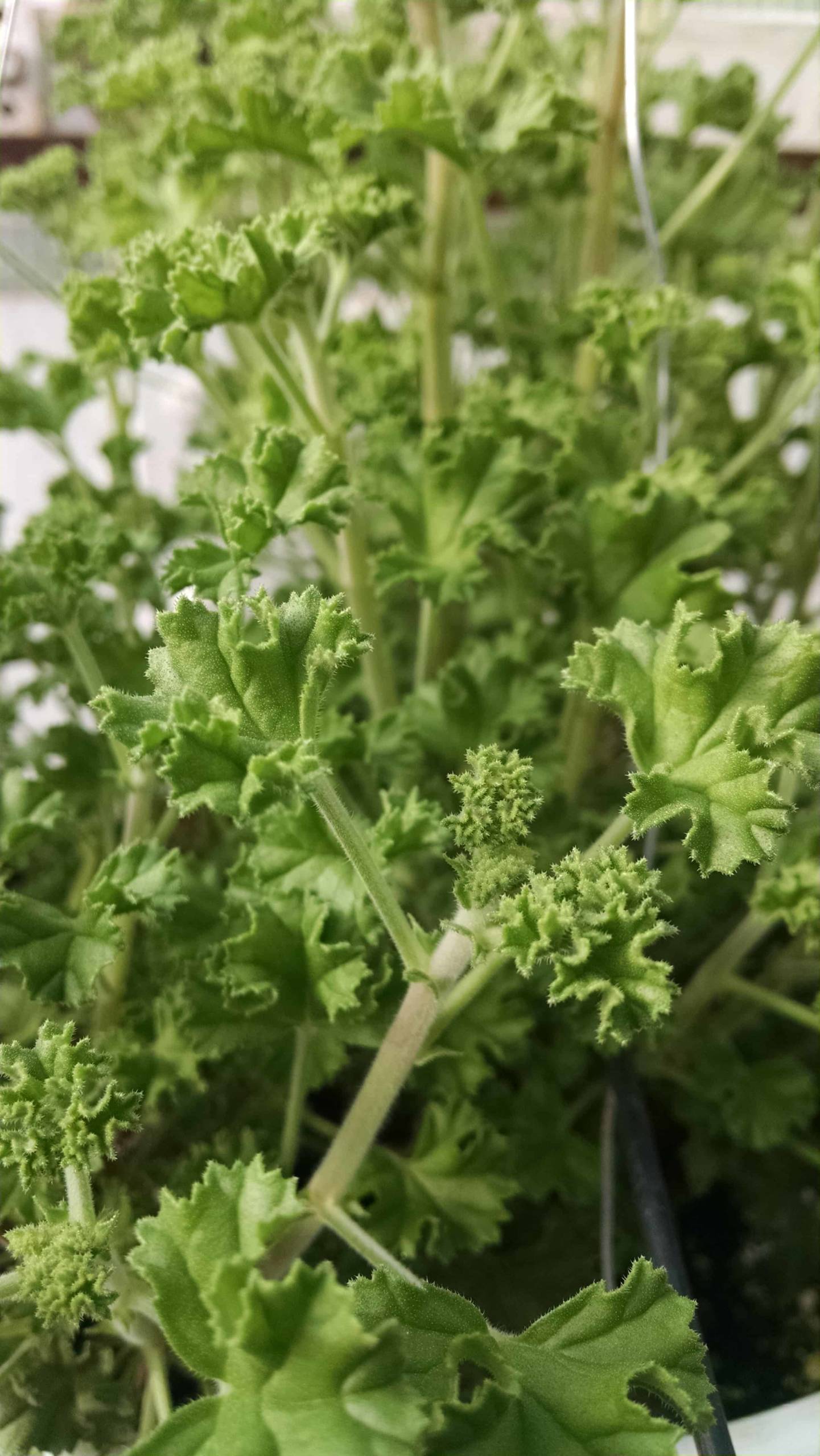 Lemon Scented Geranium - Image 2