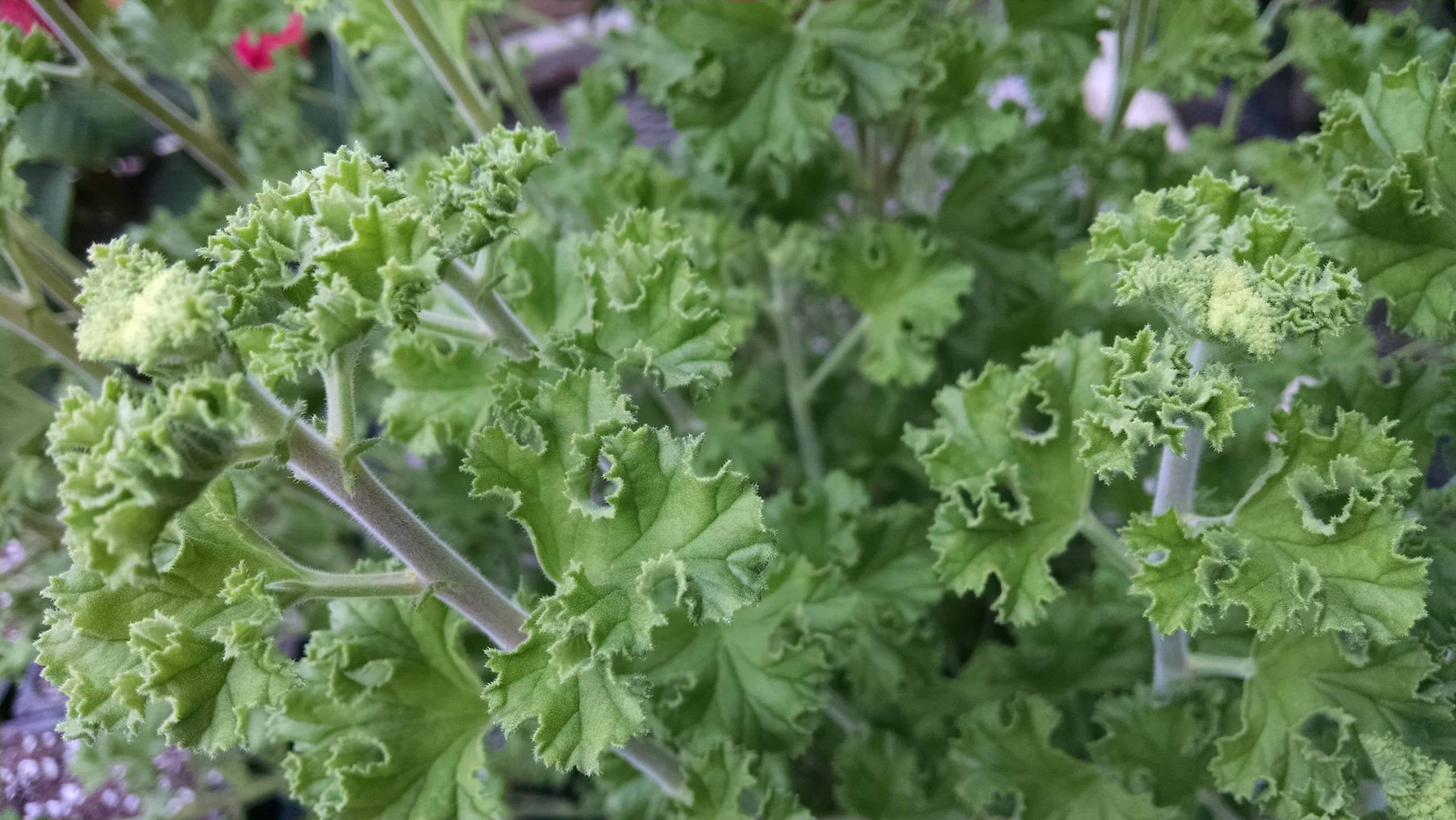 Lemon Scented Geranium - Image 3