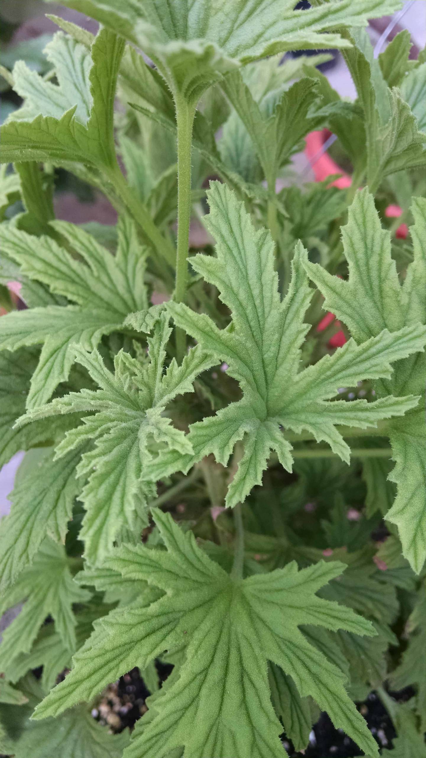 Mabel Gray Scented Geranium - Image 2
