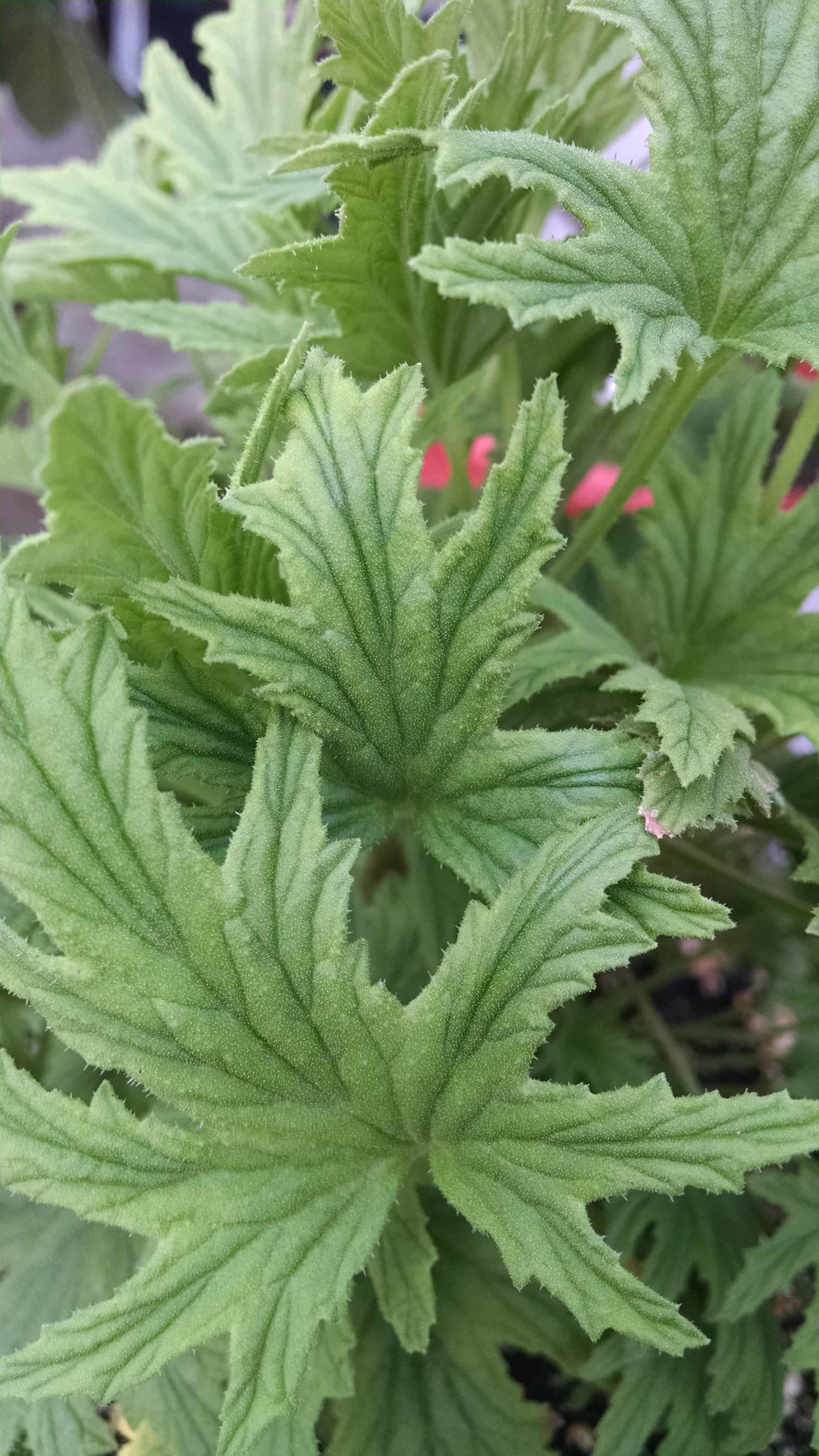 Mabel Gray Scented Geranium - Image 3
